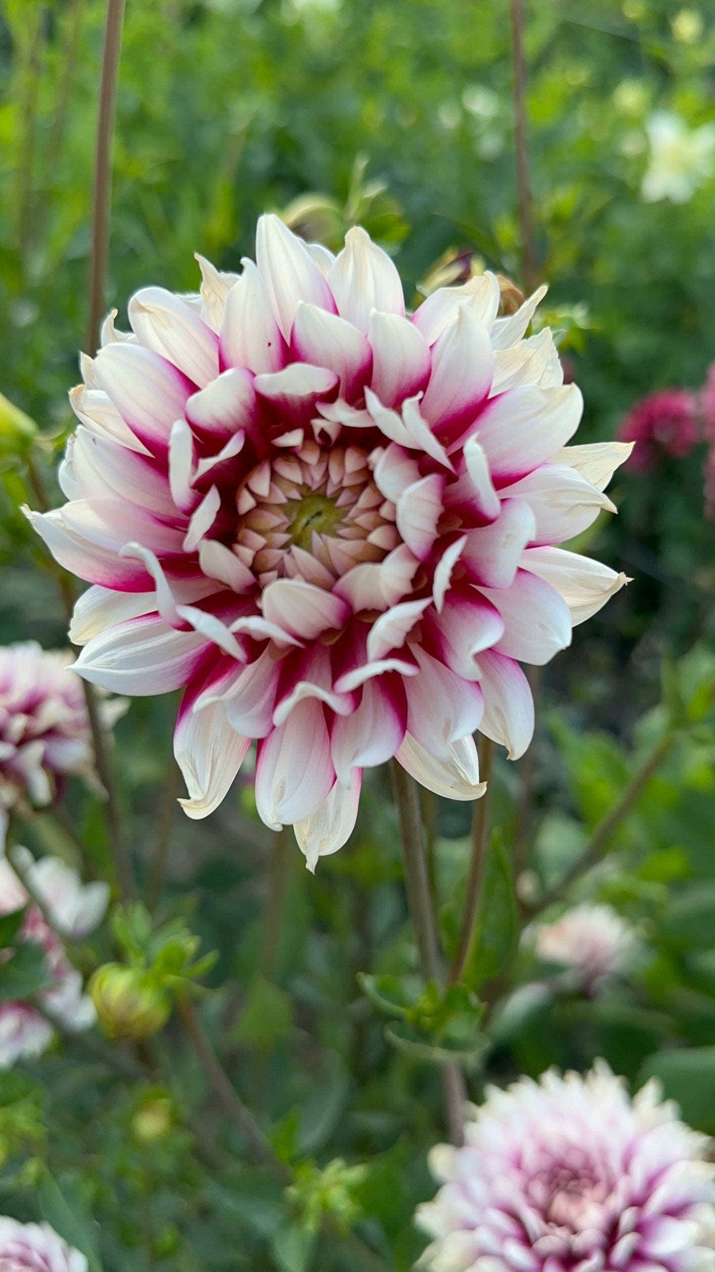 Rebecca’s World Dahlia Tuber