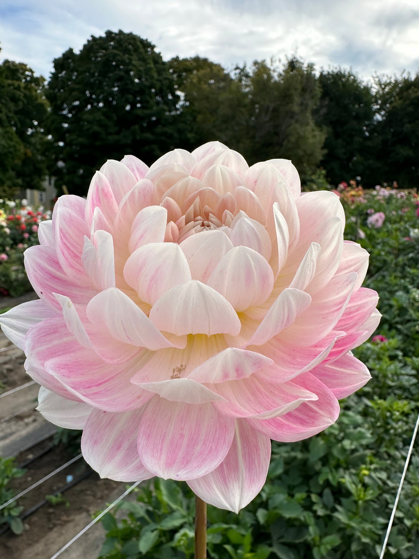 Kelgai Ann Dahlia Tuber