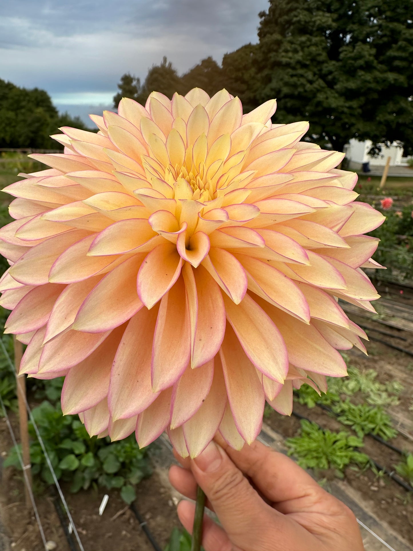 Bloomquist Blush Dahlia Tuber