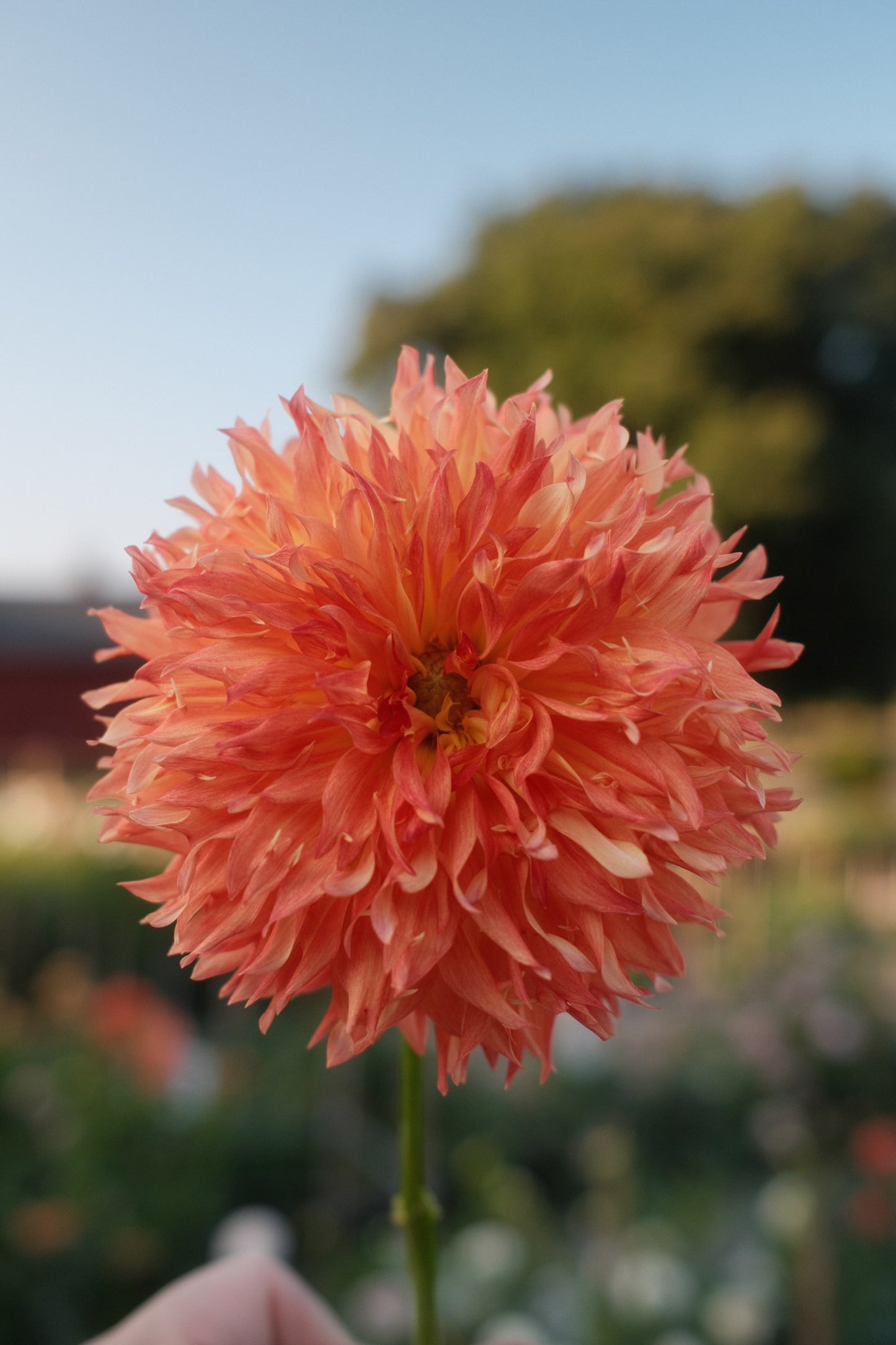 Wilberforce Dahlia Tuber