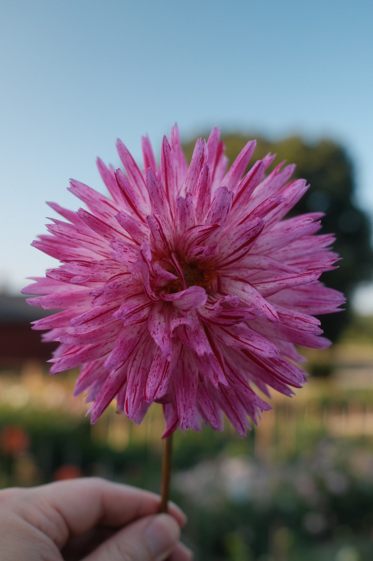 Bojangles Dahlia Tuber