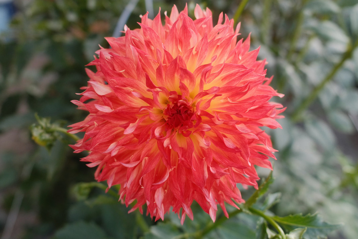 Wilberforce Dahlia Tuber