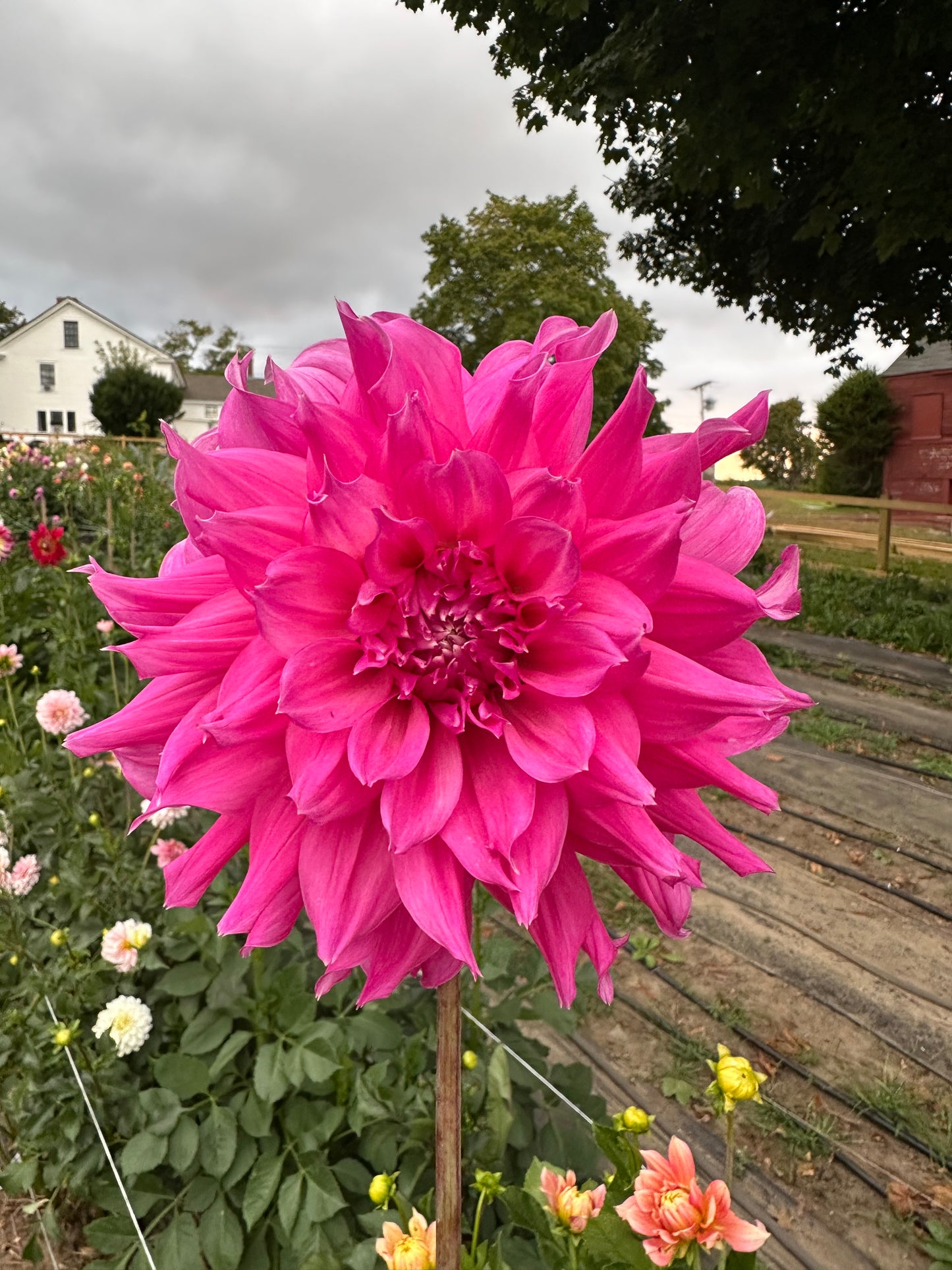 Elsie Huston Dahlia Tuber