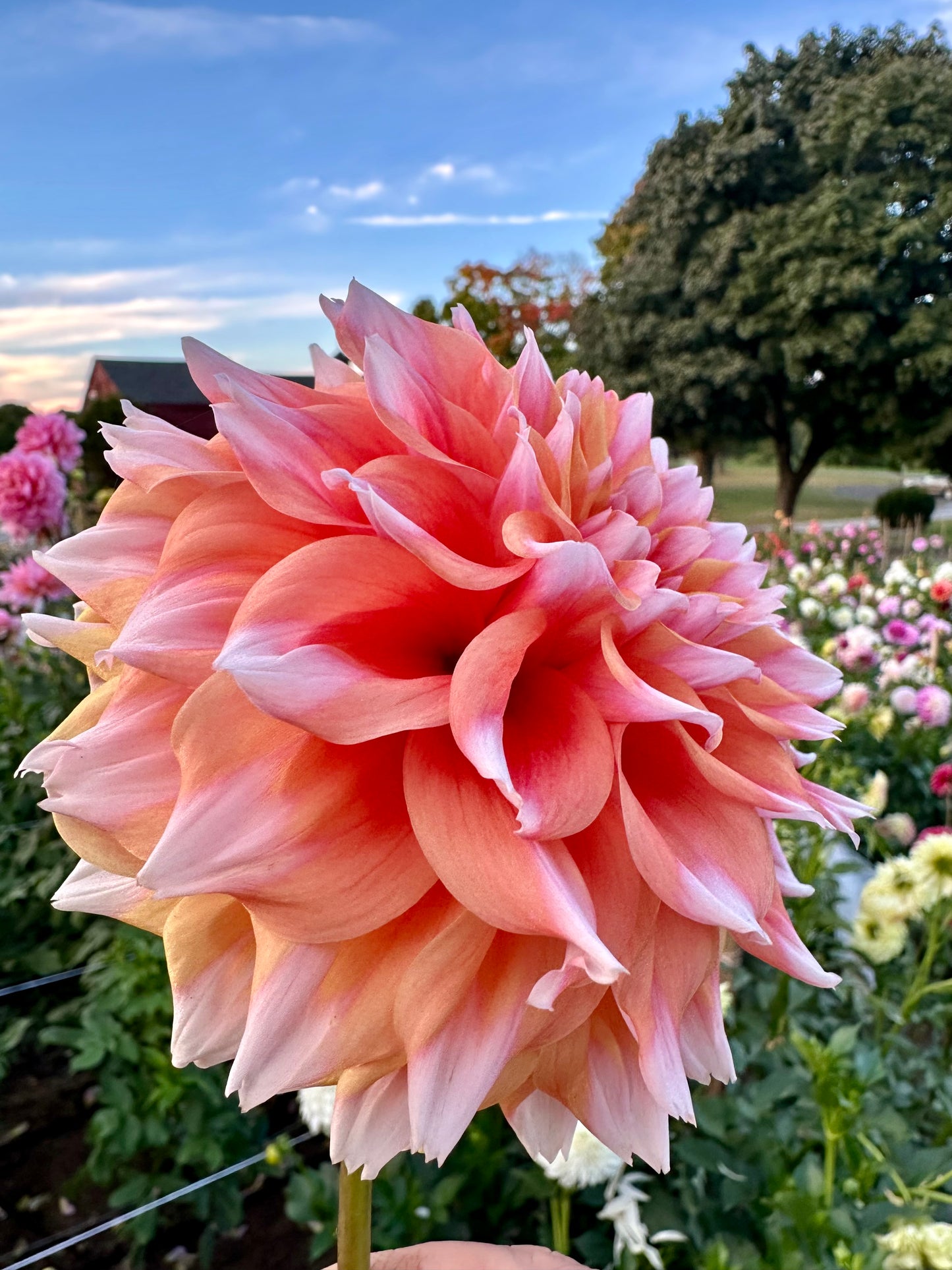 Hollyhill Orange Ice Dahlia Tuber