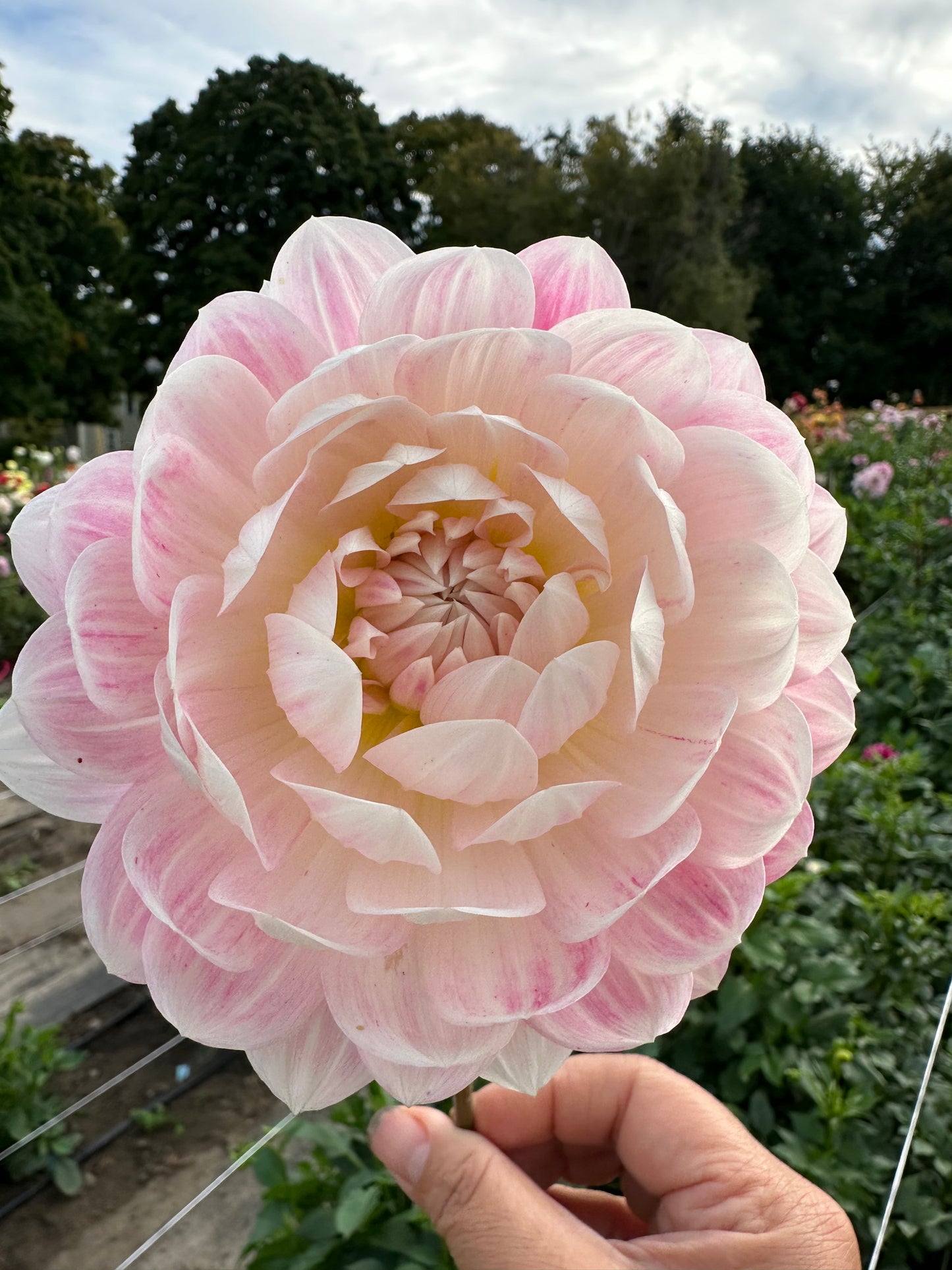 Kelgai Ann Dahlia Tuber
