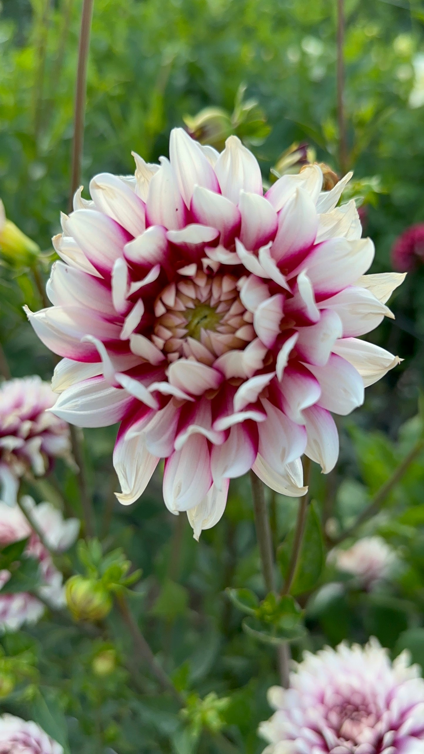 Rebecca’s World Dahlia Tuber