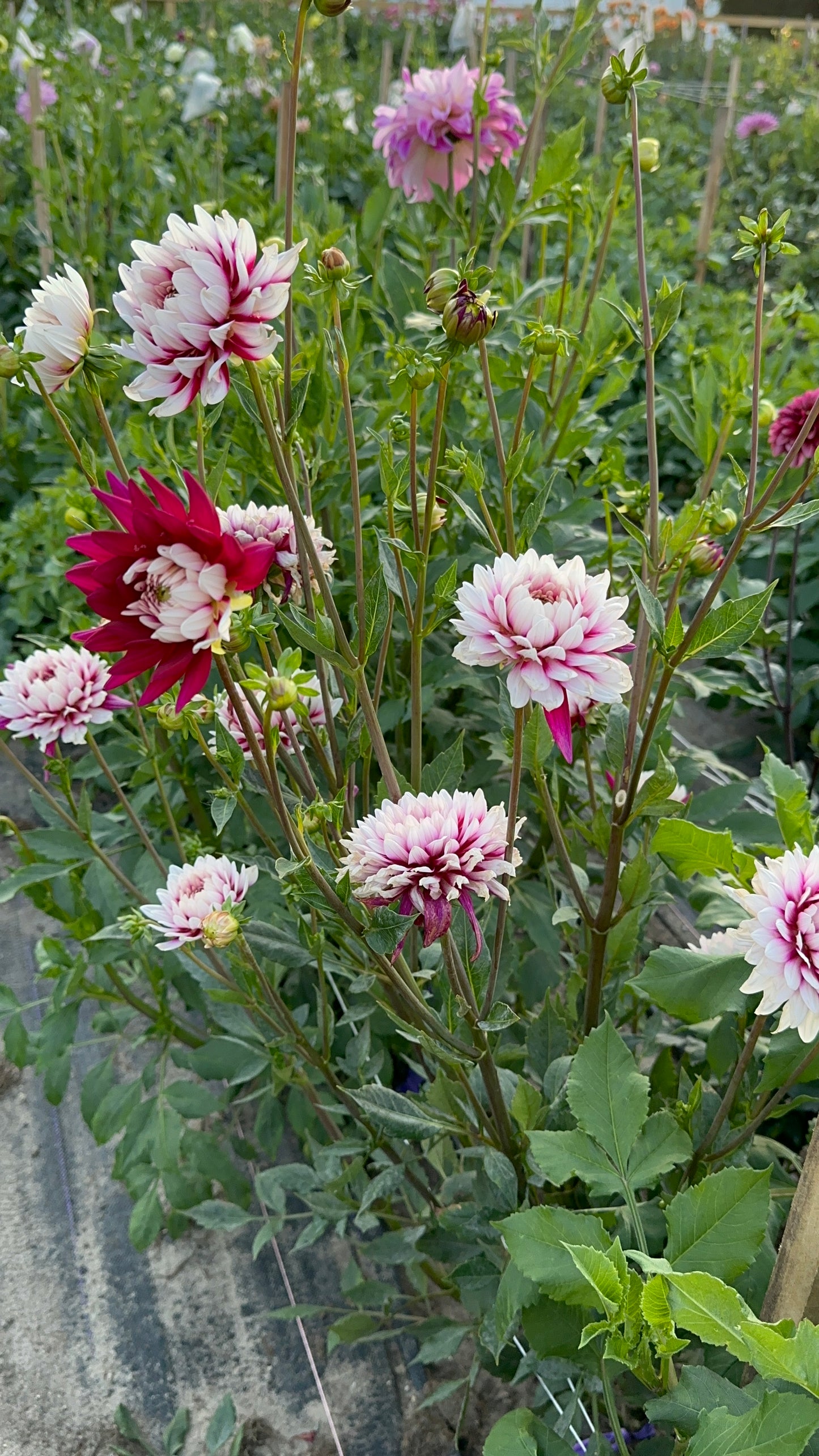 Rebecca’s World Dahlia Tuber