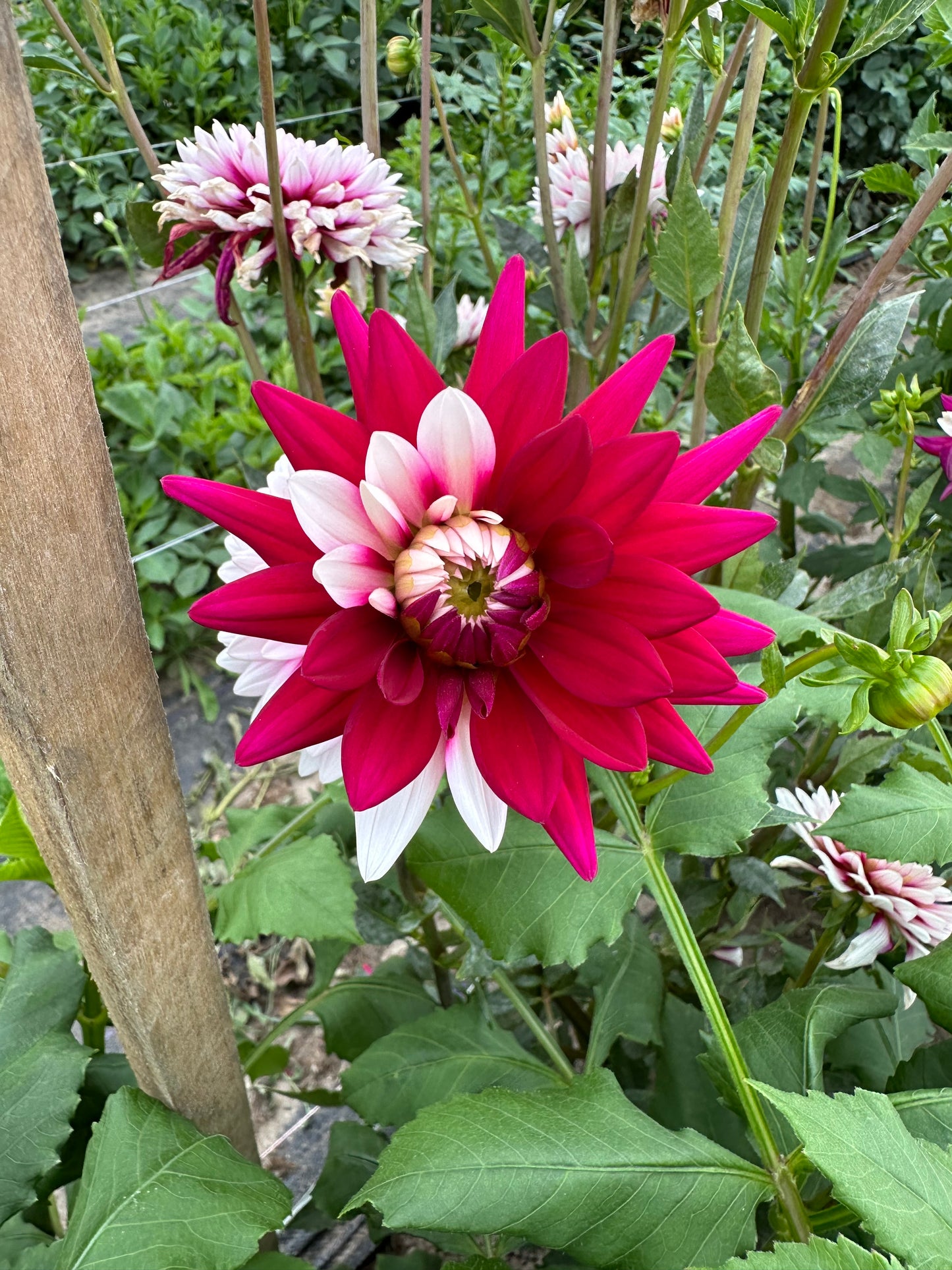 Rebecca’s World Dahlia Tuber