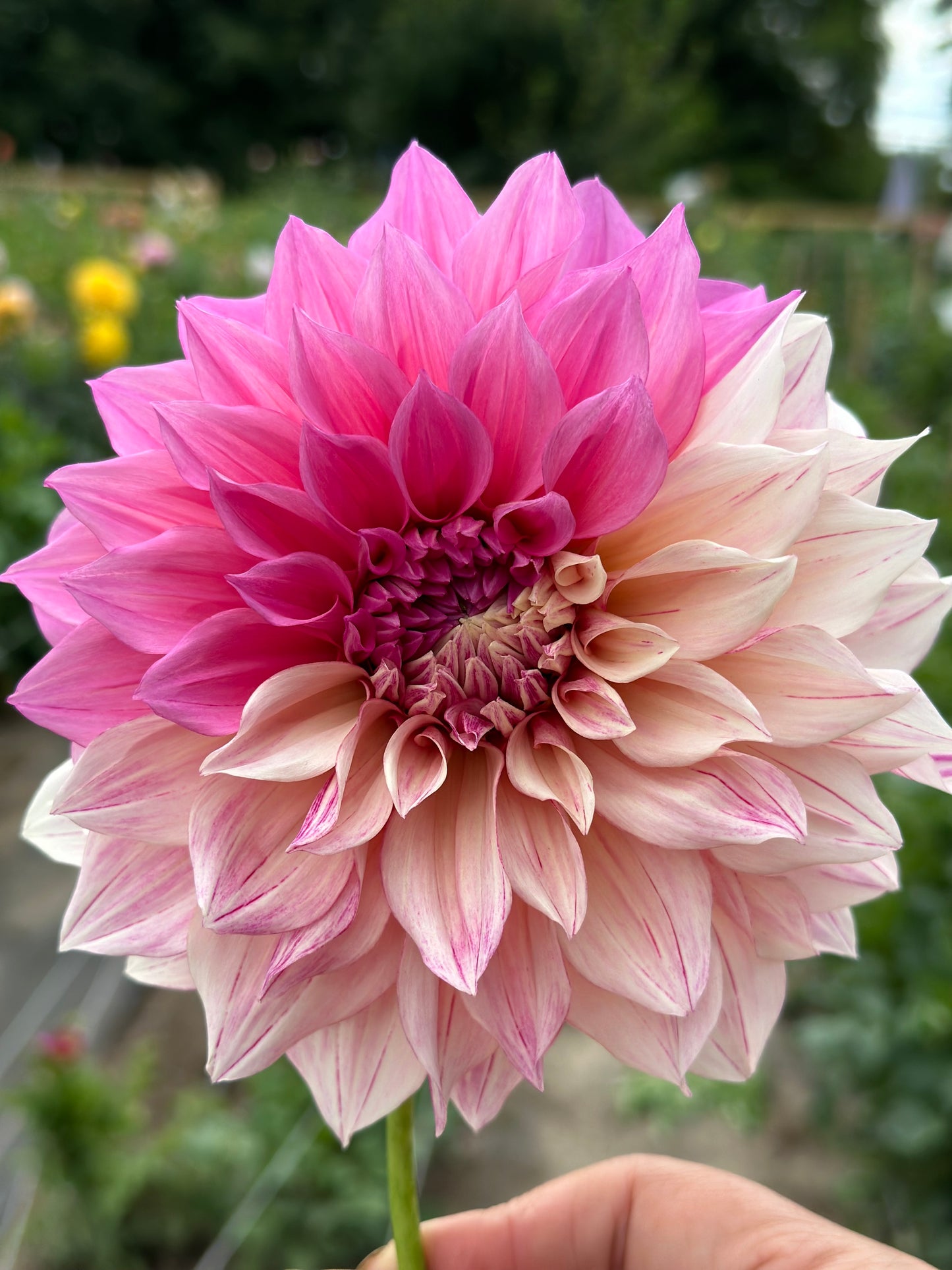 Cafe Au Lait Twist Dahlia Tuber