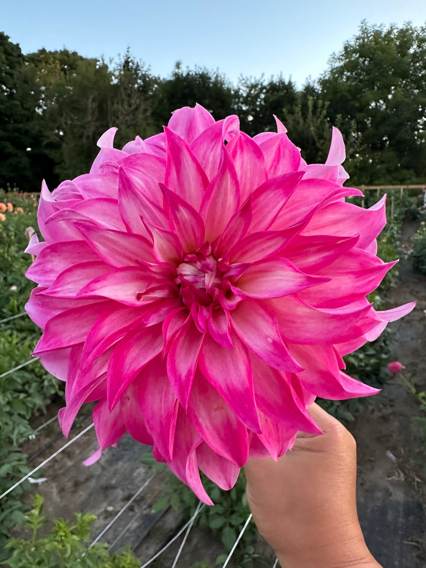 Colorado Classic Dahlia Tuber