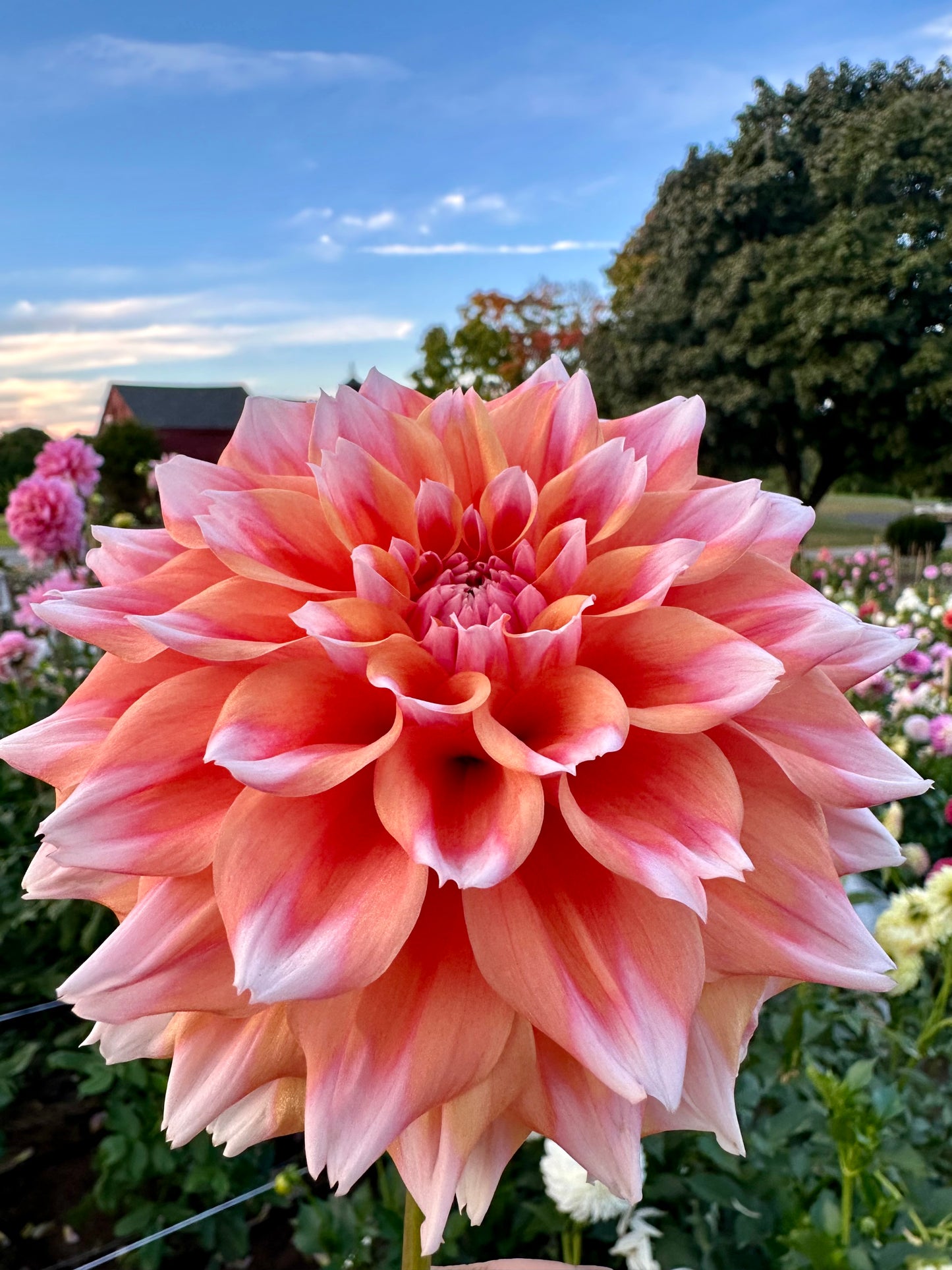 Hollyhill Orange Ice Dahlia Tuber