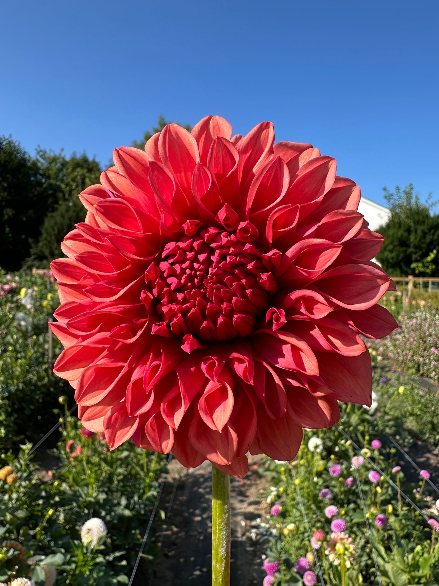Orange Globe Dahlia Tuber