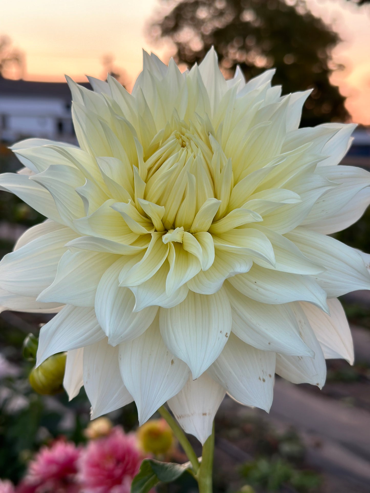 Frozen Dahlia Tuber