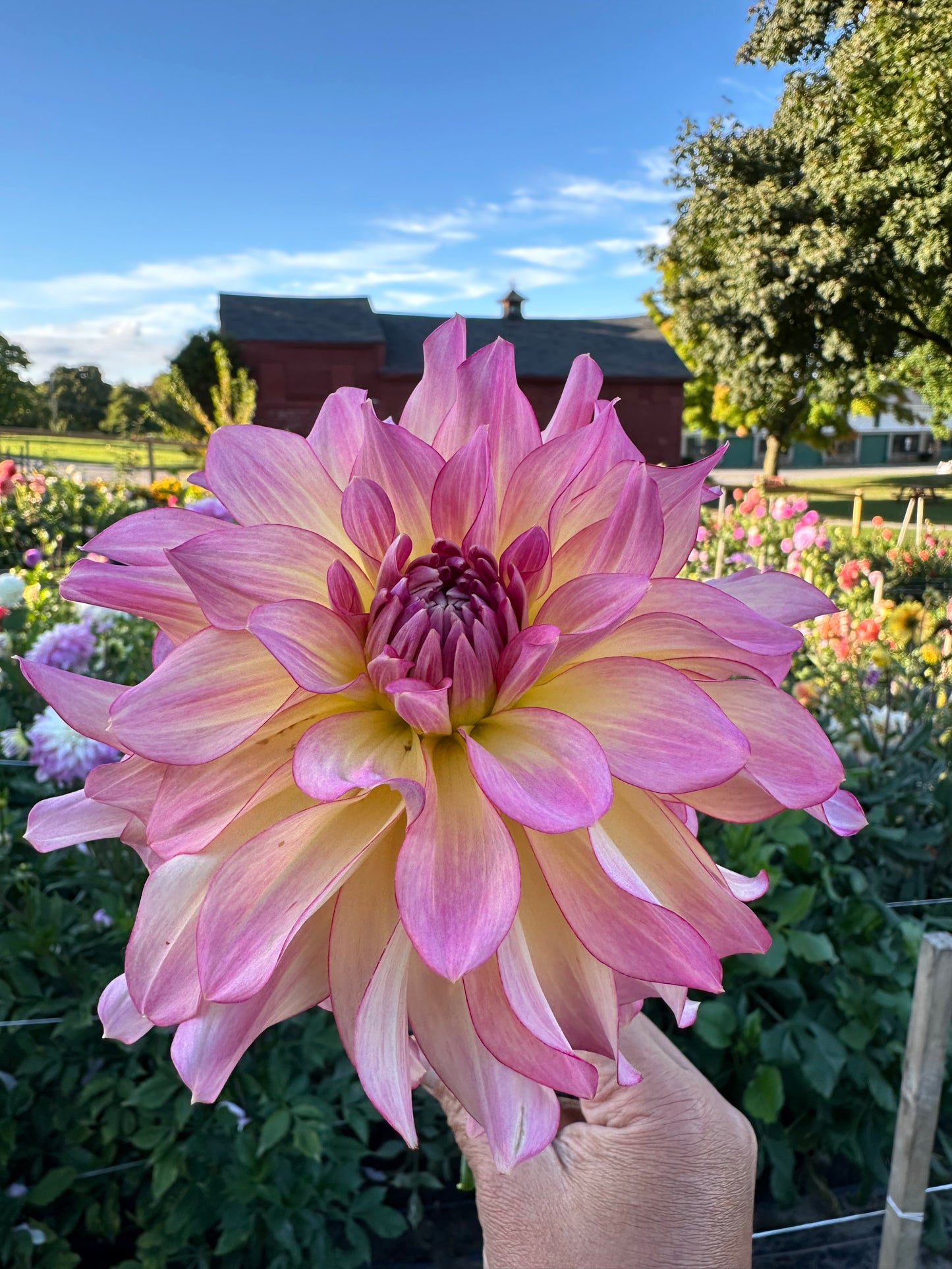 AC Twisp Dahlia Tuber