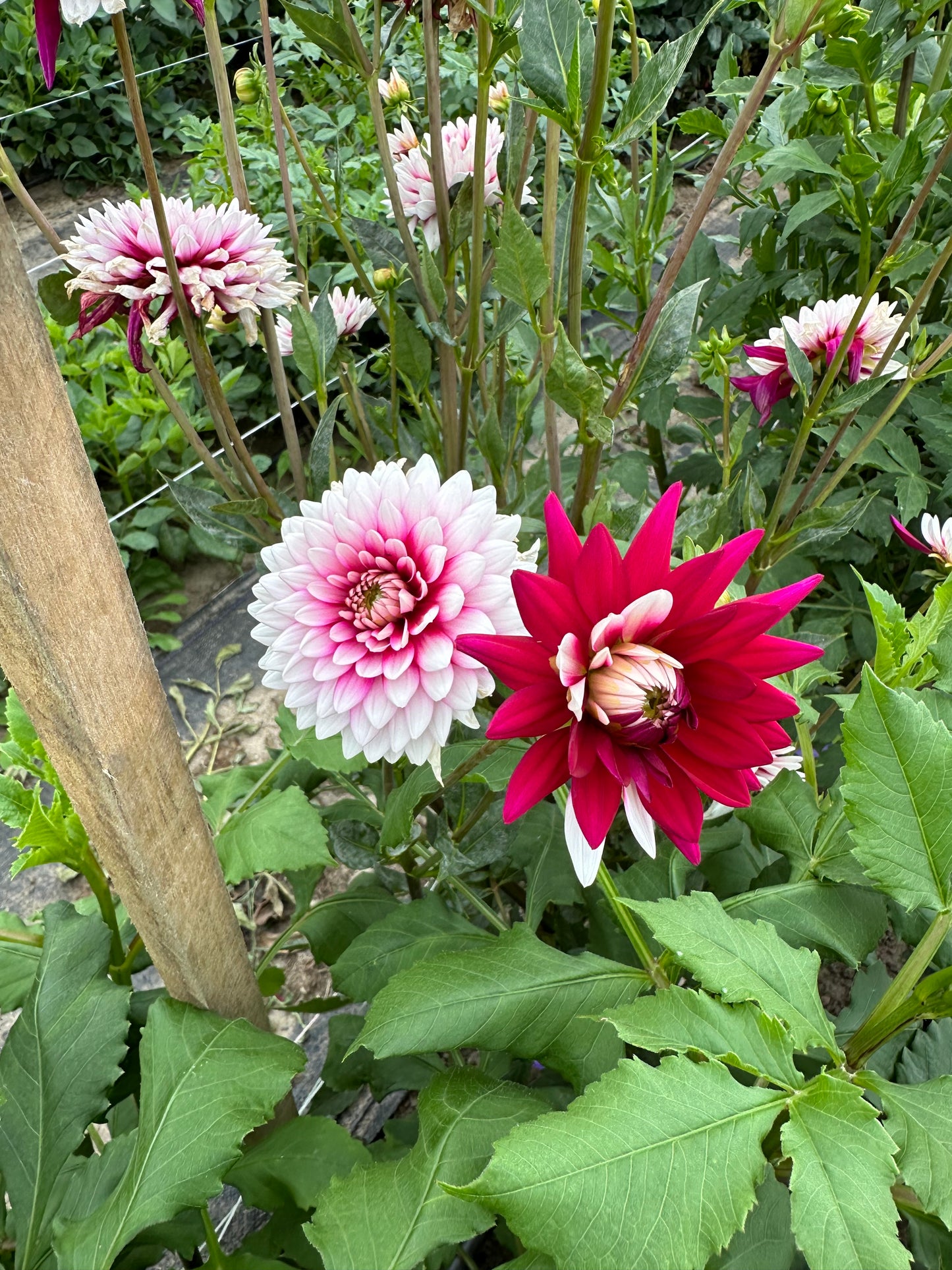 Rebecca’s World Dahlia Tuber