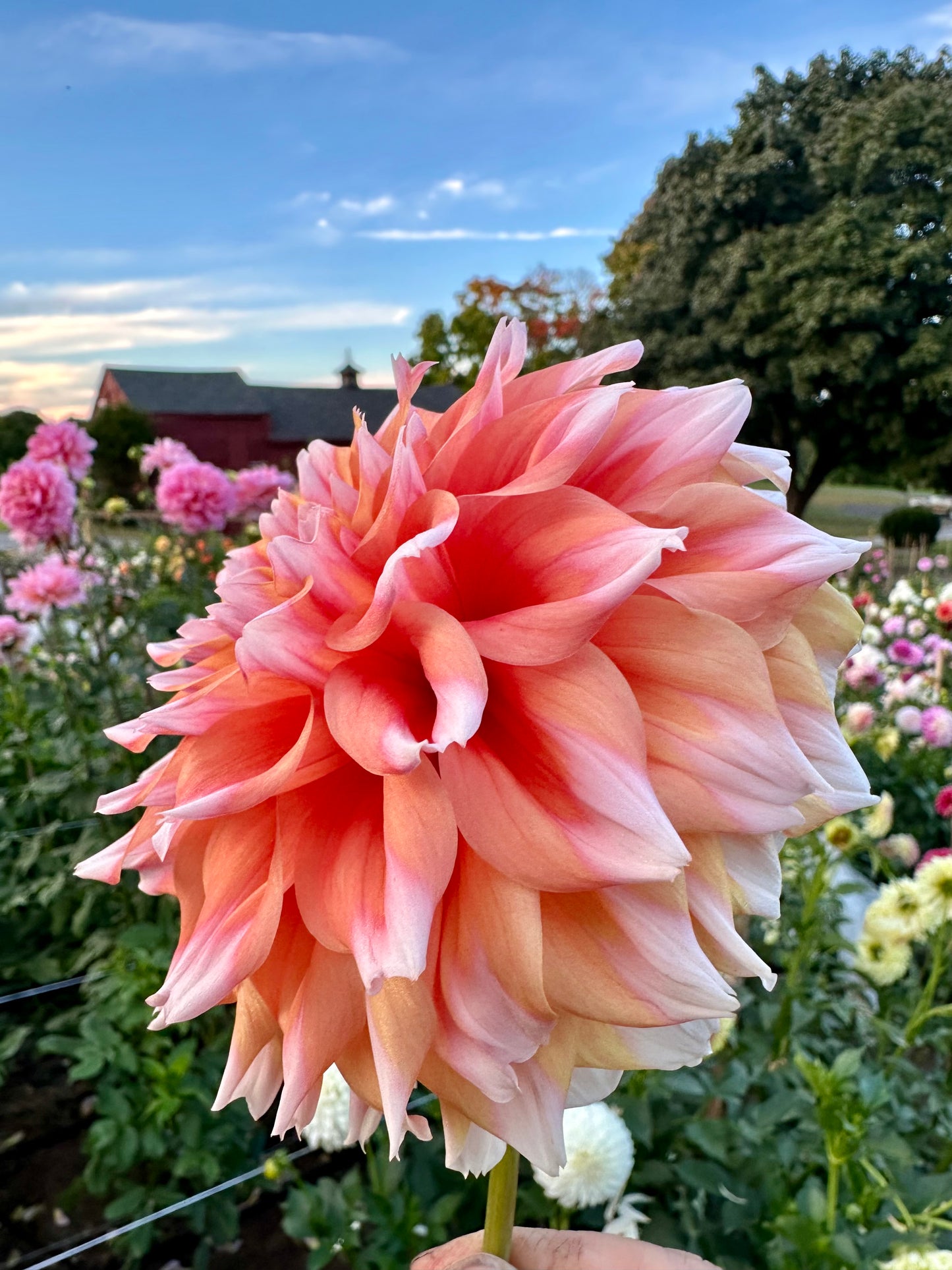 Hollyhill Orange Ice Dahlia Tuber