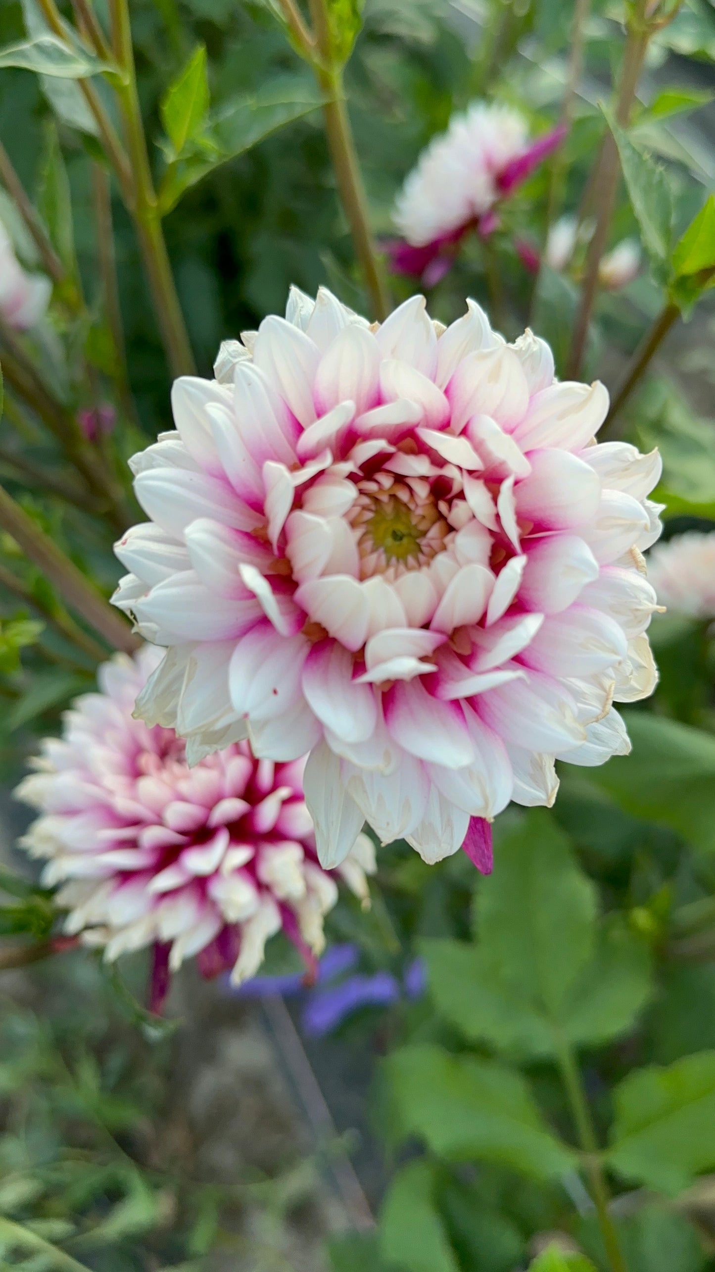Rebecca’s World Dahlia Tuber
