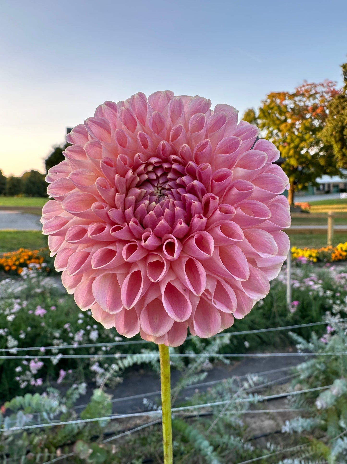Clearview Peachy Dahlia Tuber