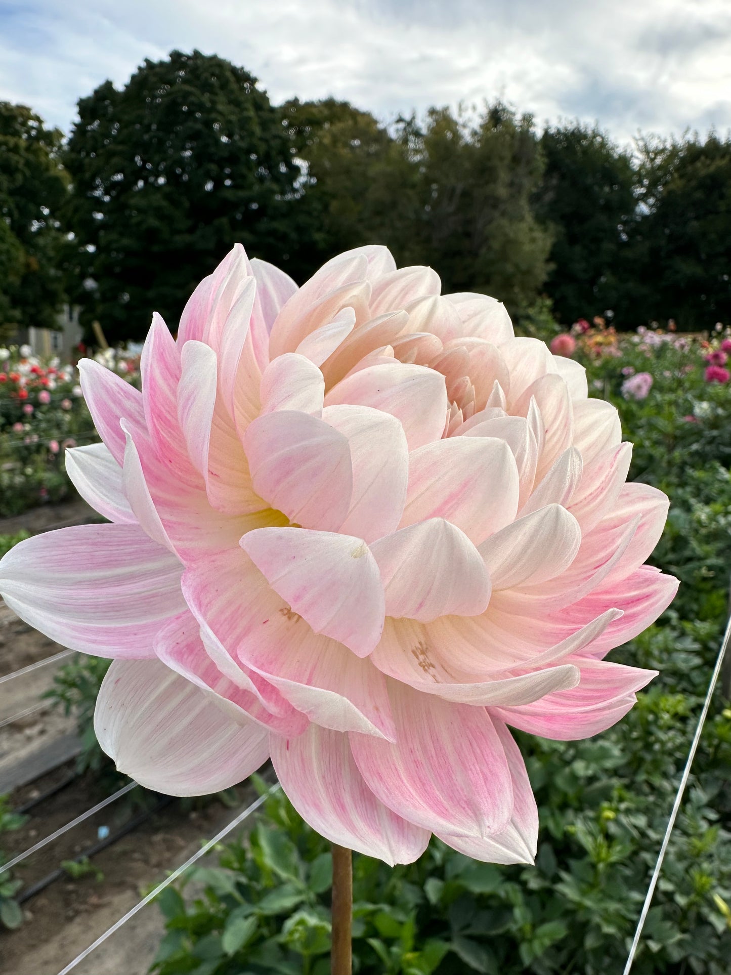Kelgai Ann Dahlia Tuber