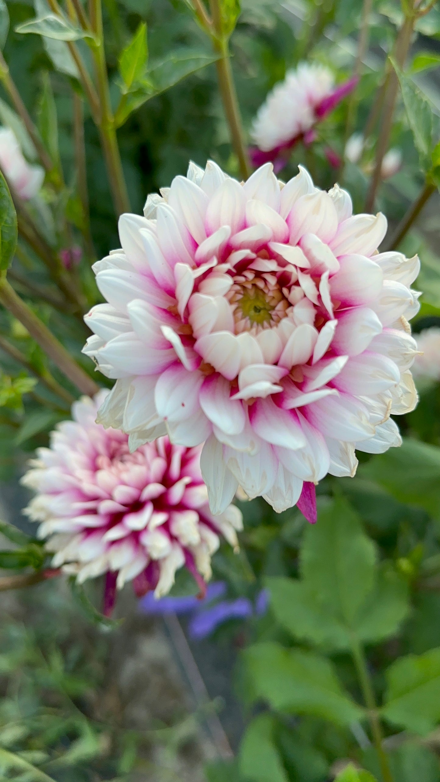 Rebecca’s World Dahlia Tuber