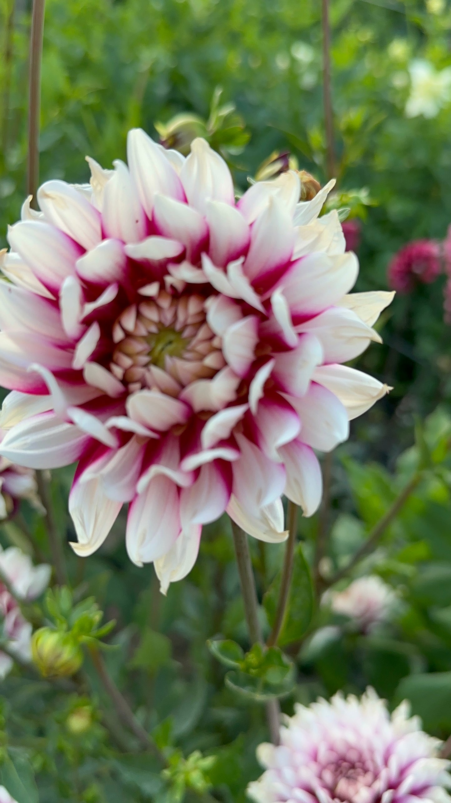 Rebecca’s World Dahlia Tuber