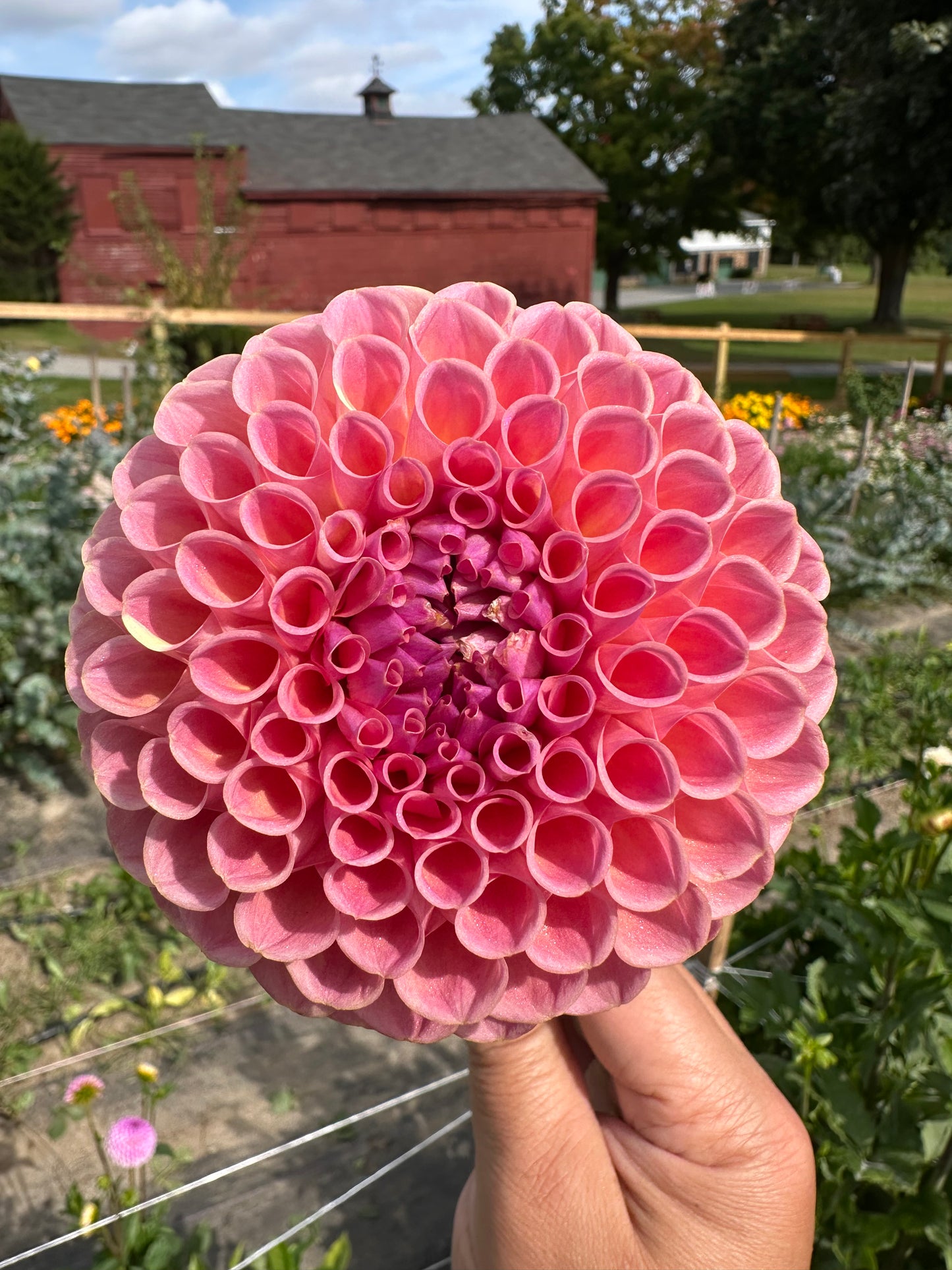 Jowey Winnie Dahlia Tuber