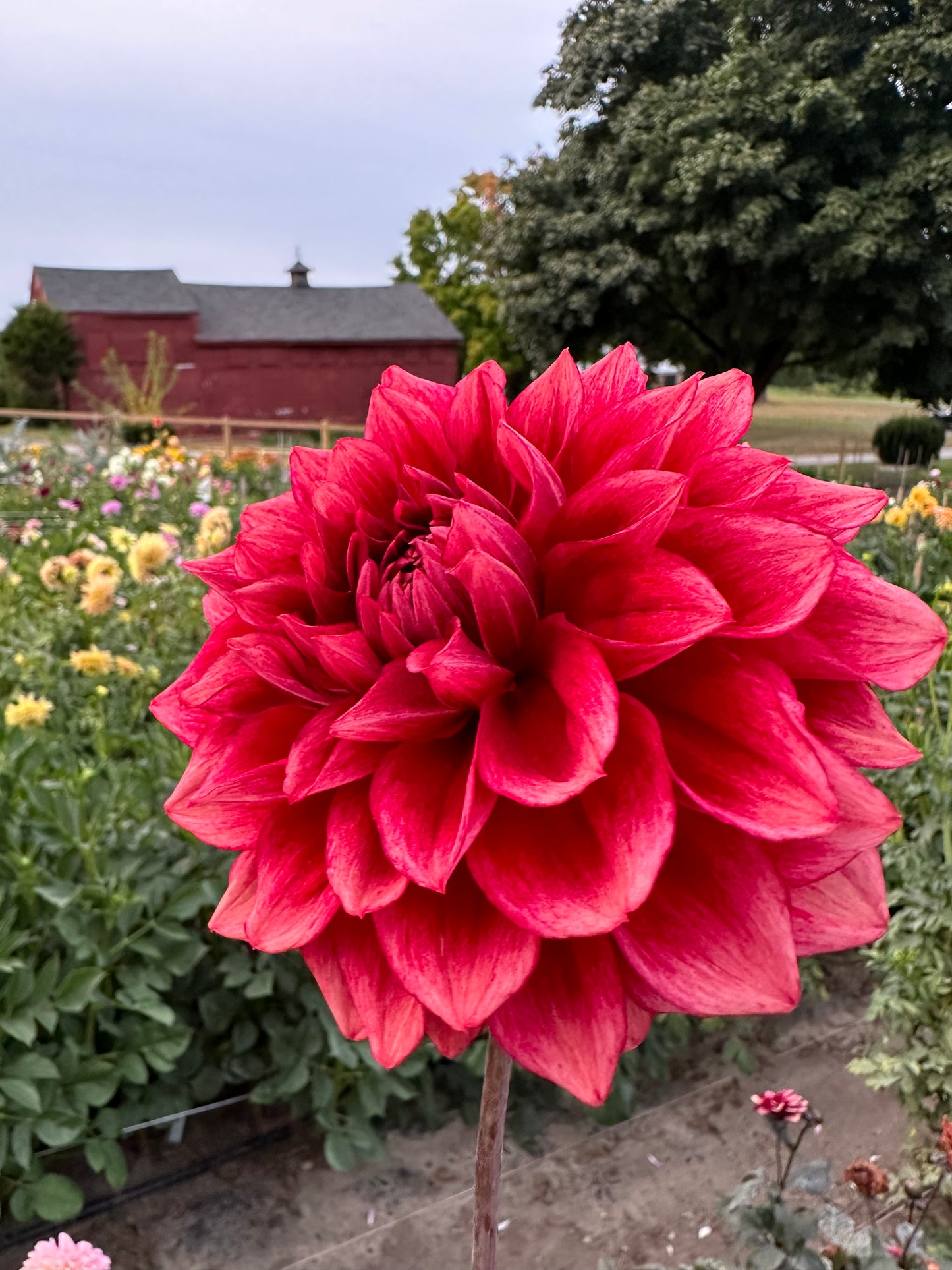 Bloomquist York Dahlia Tuber