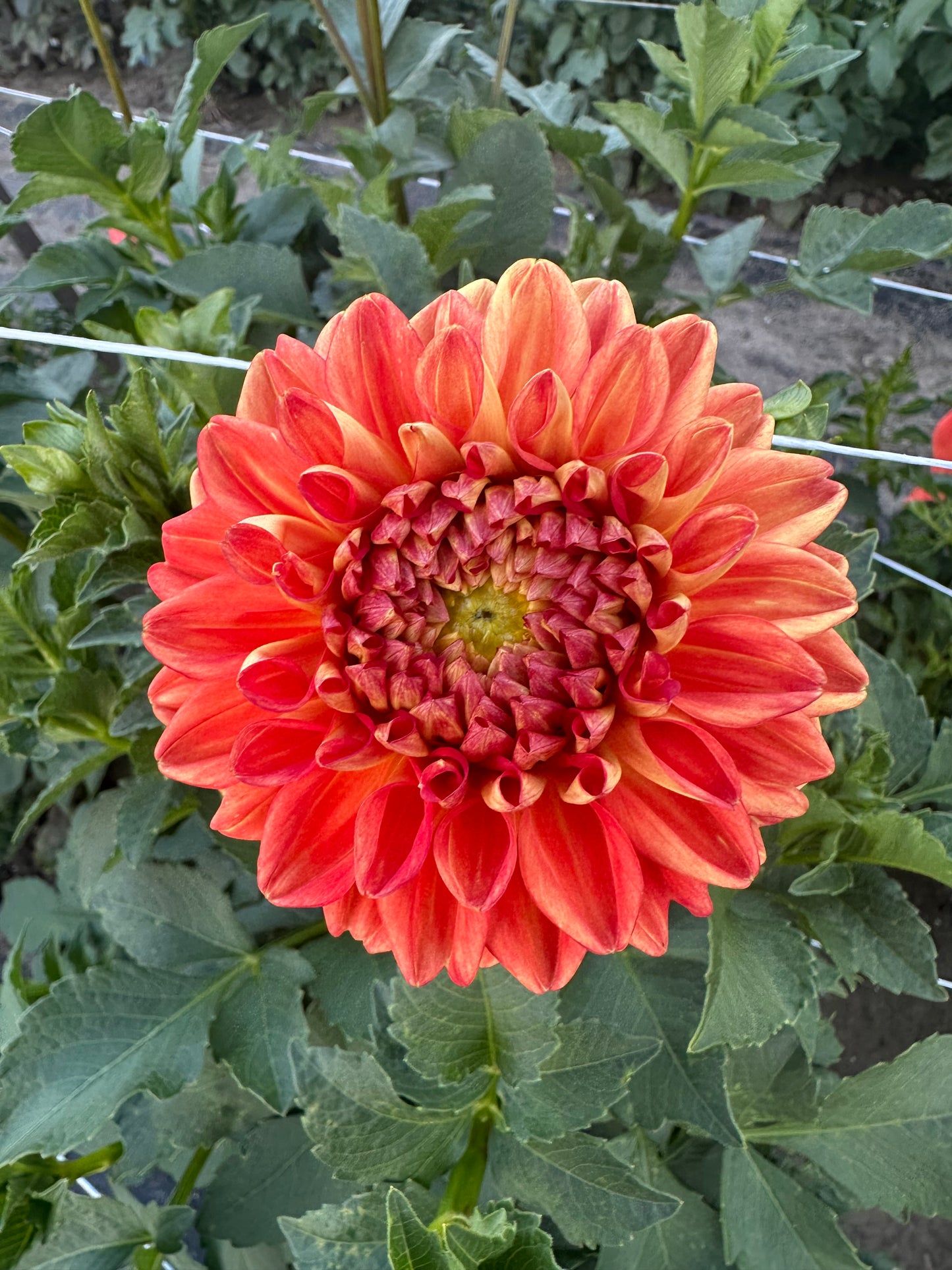 Orange Symphony Dahlia Tuber