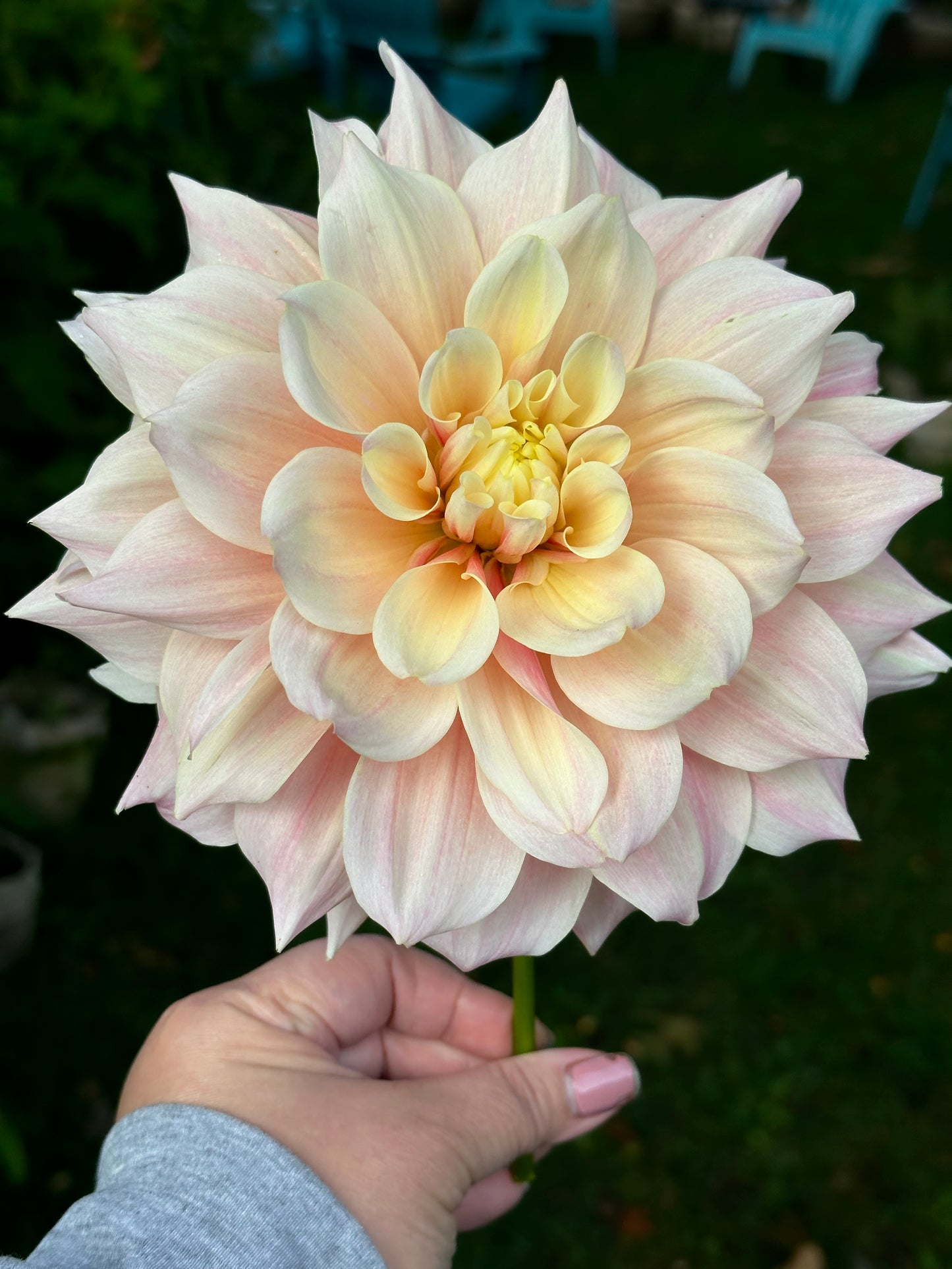 Breakout Dahlia Tuber