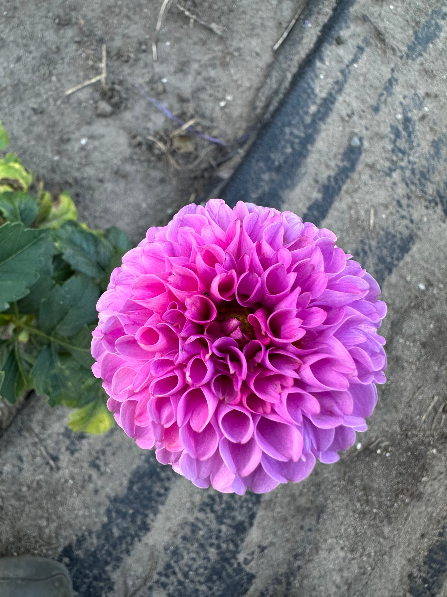 Jan Van Schaffelaar Dahlia Tuber