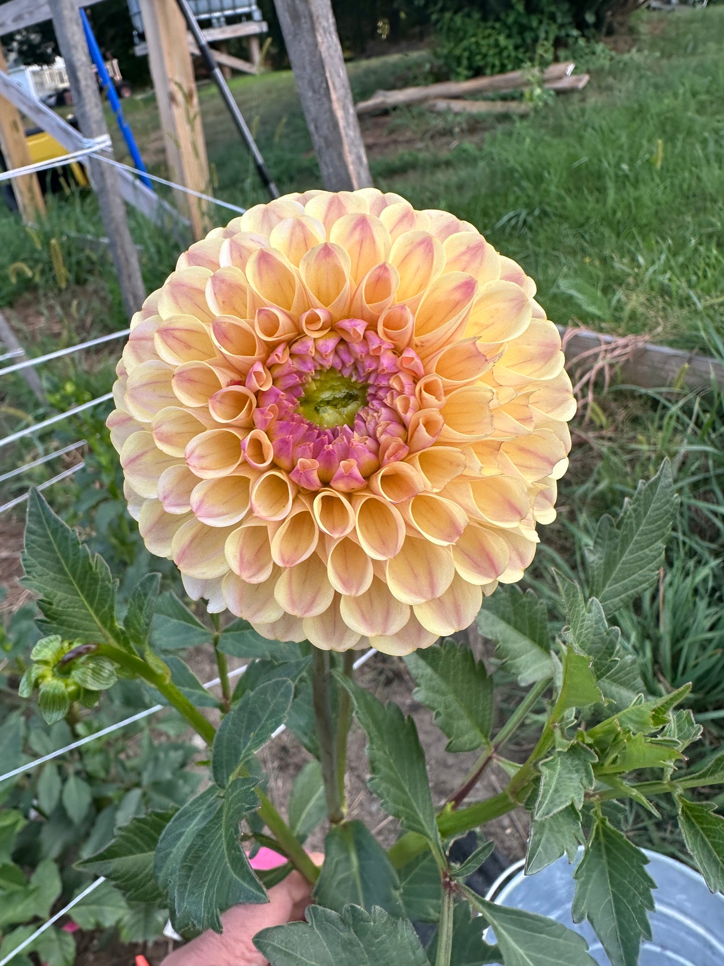 20th Ave Gwen Dahlia Tuber