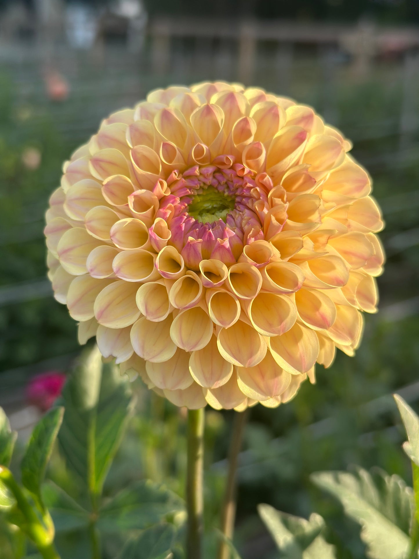 20th Ave Gwen Dahlia Tuber