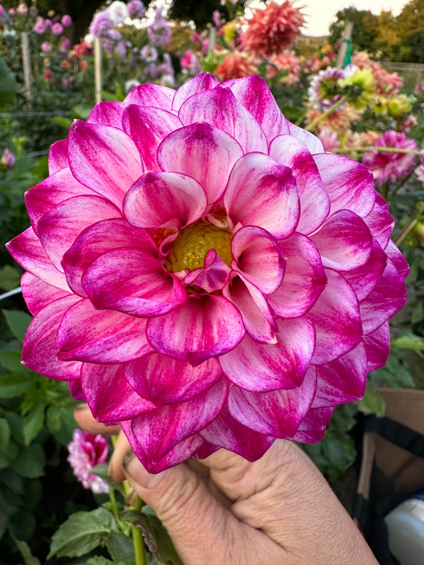 Hillcrest Jonathan Dahlia Tuber