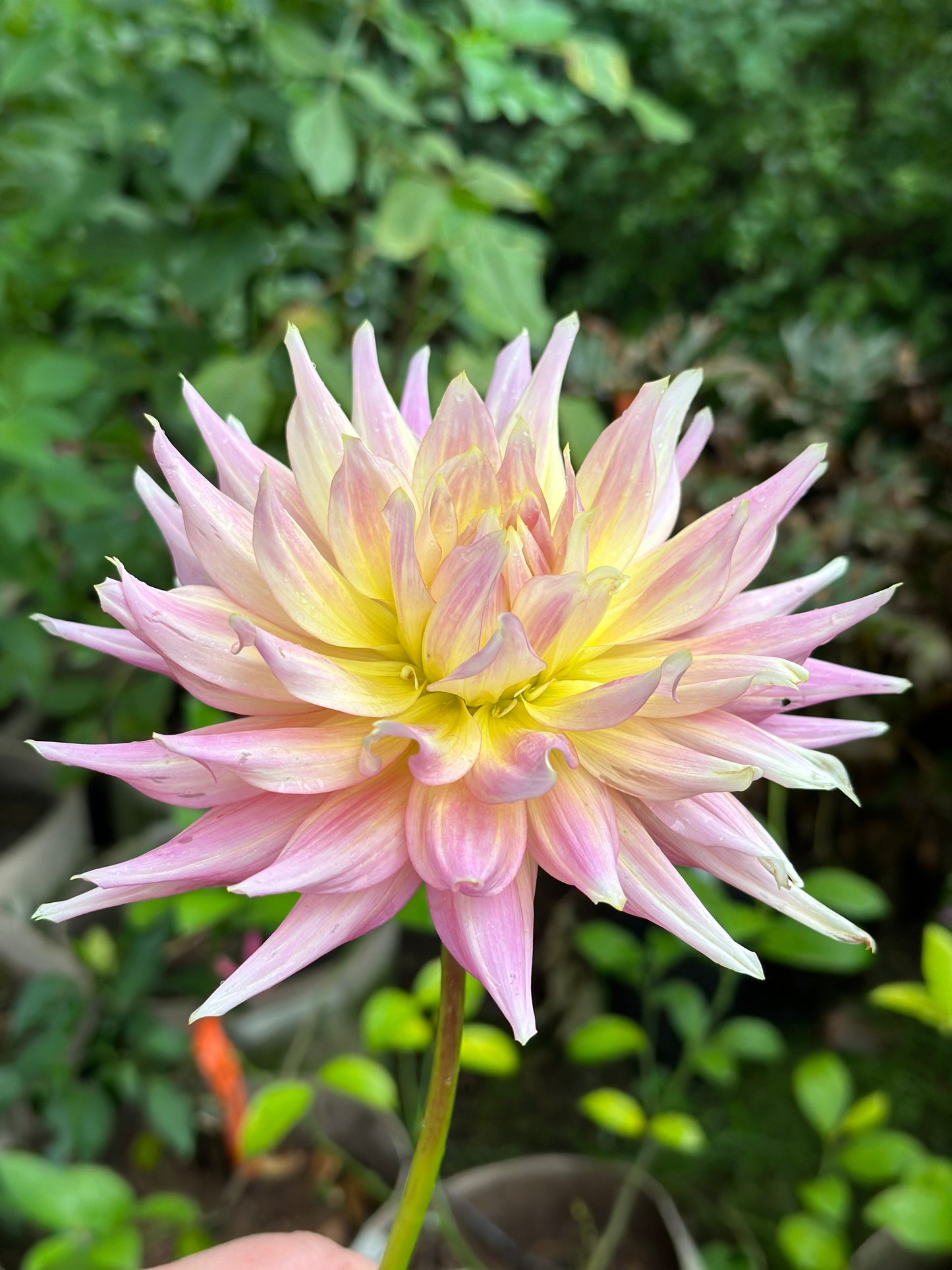 Clearview Jonas Dahlia Tuber