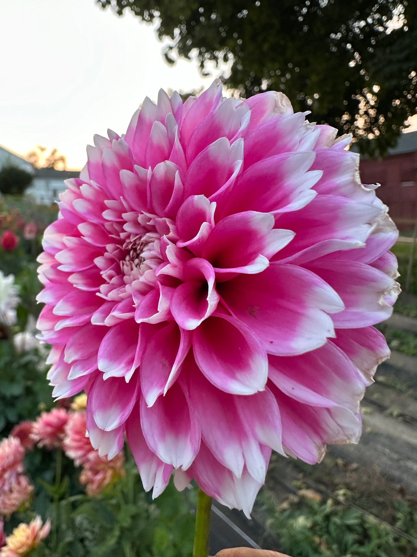 Fuzzy Wuzzy Dahlia Tuber