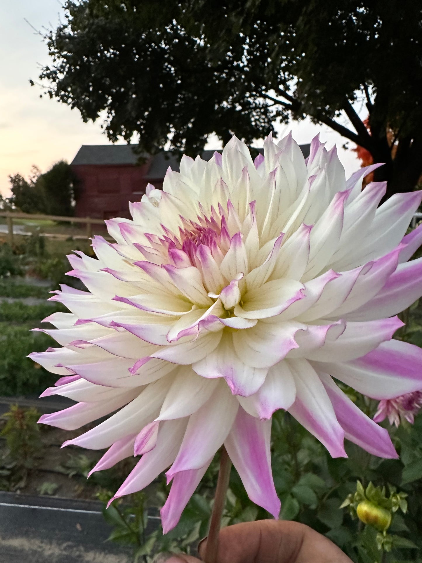 Ferncliff Illusion Dahlia Tuber