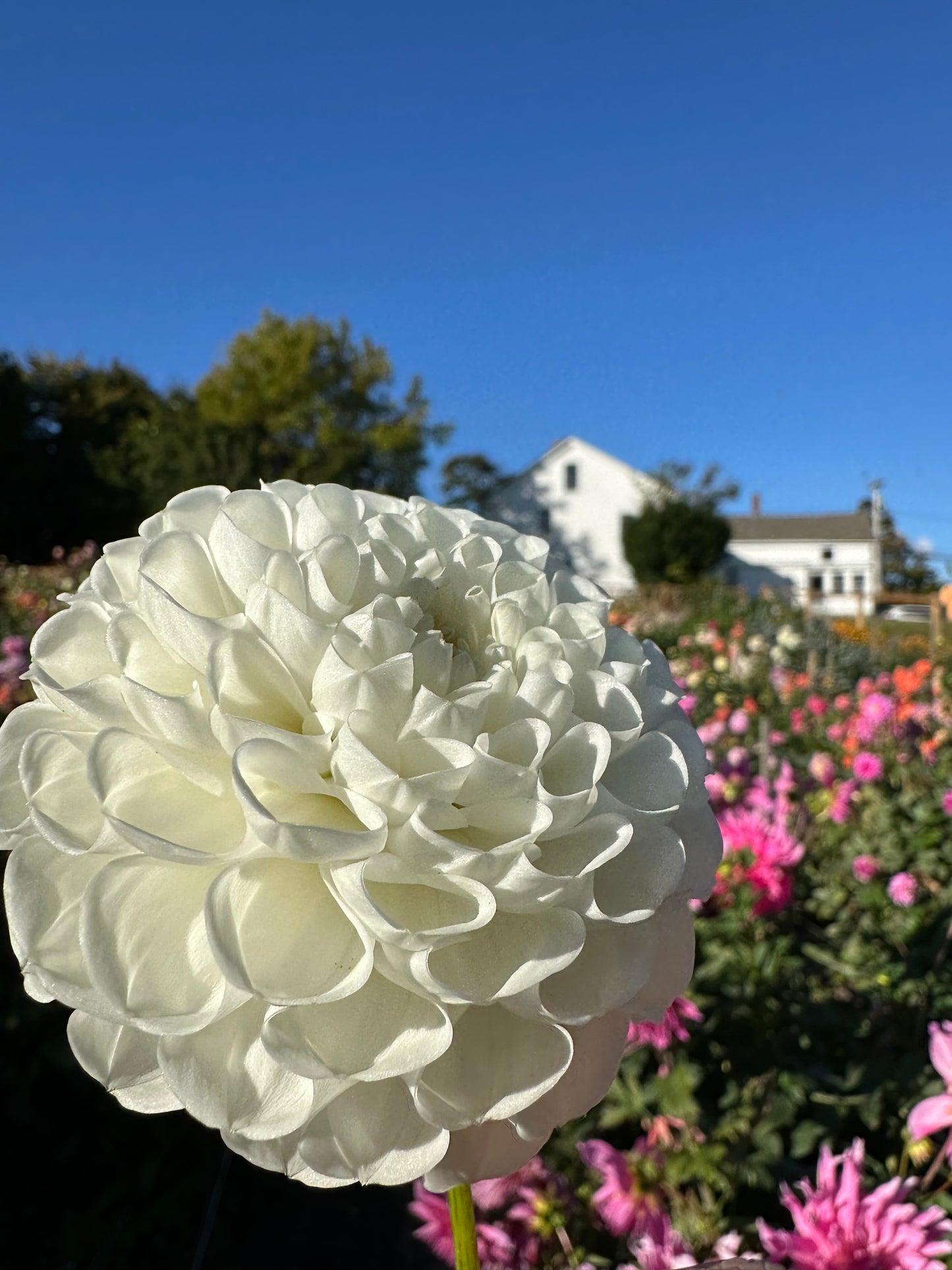 Orsett Dahlia Tuber