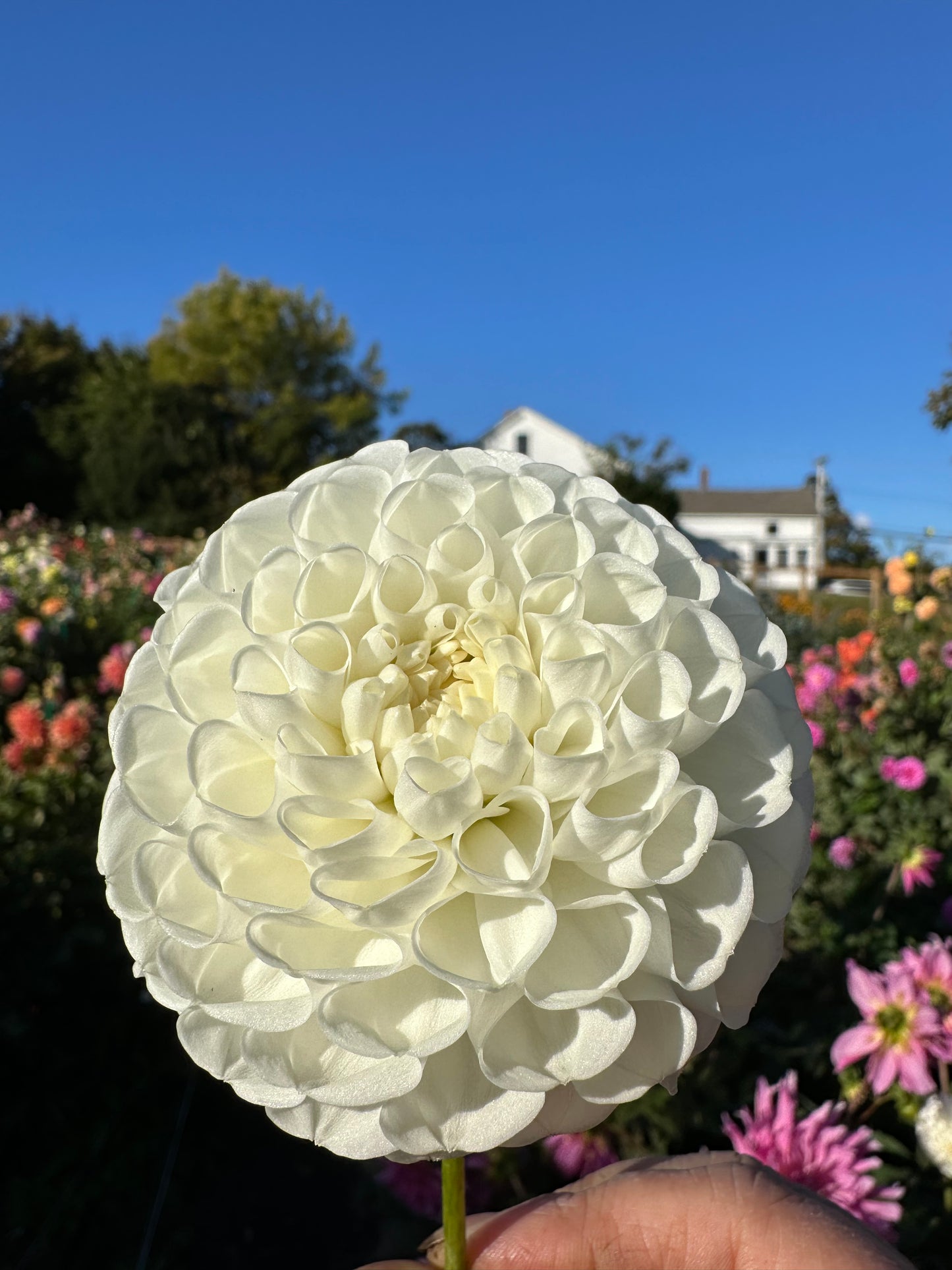 Orsett Dahlia Tuber