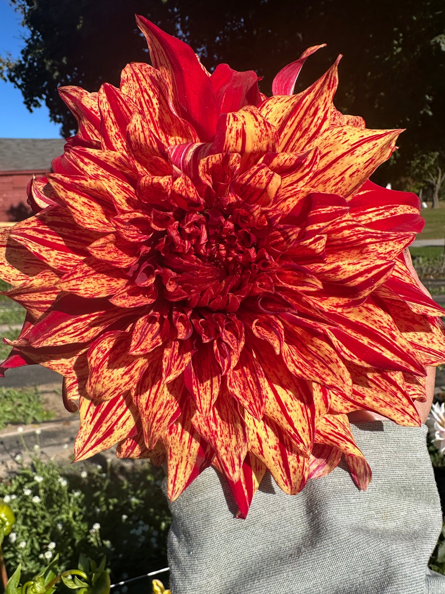 Harvey Koop Dahlia Tuber