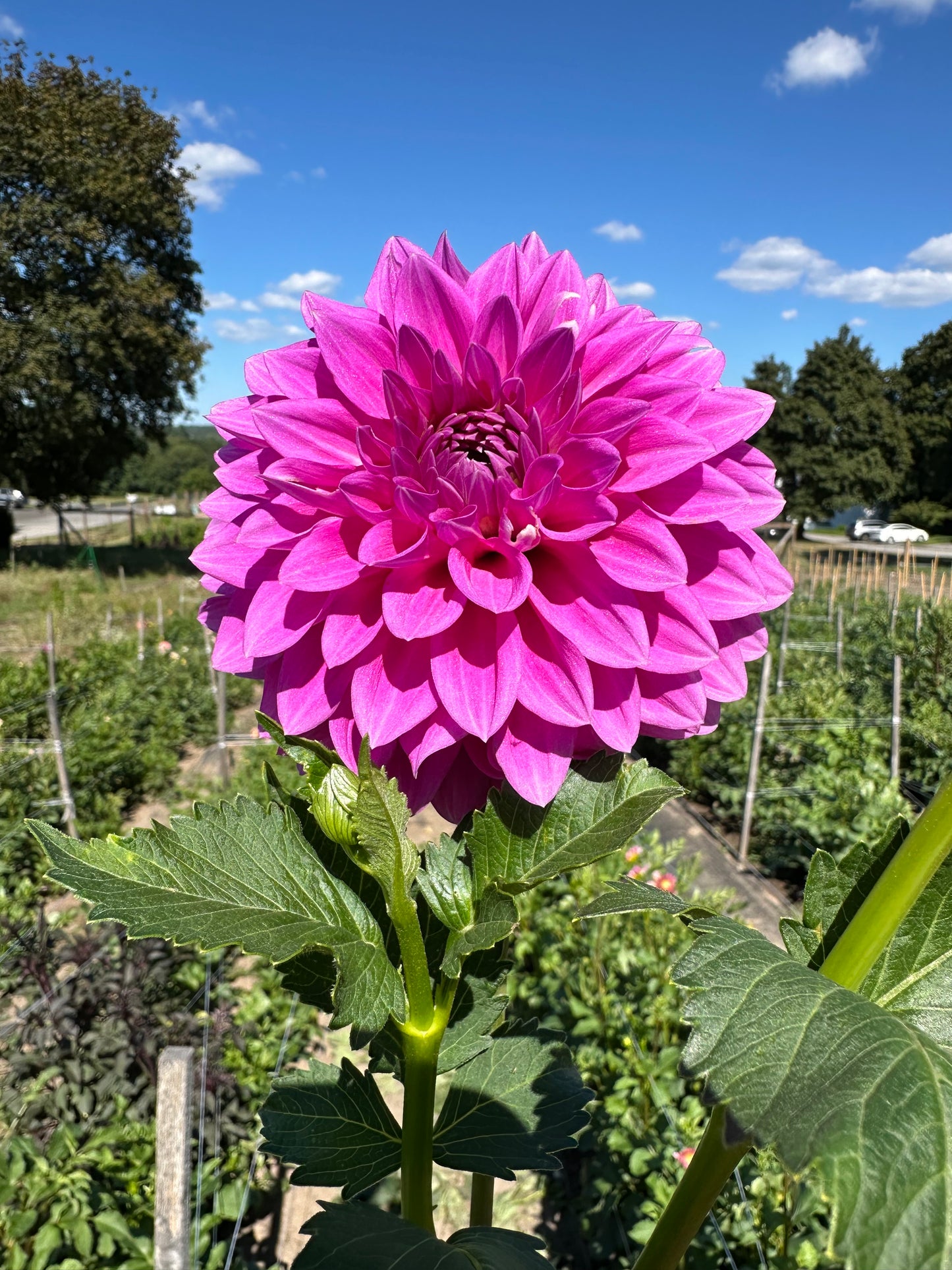 Clearview Neta Dahlia Tuber