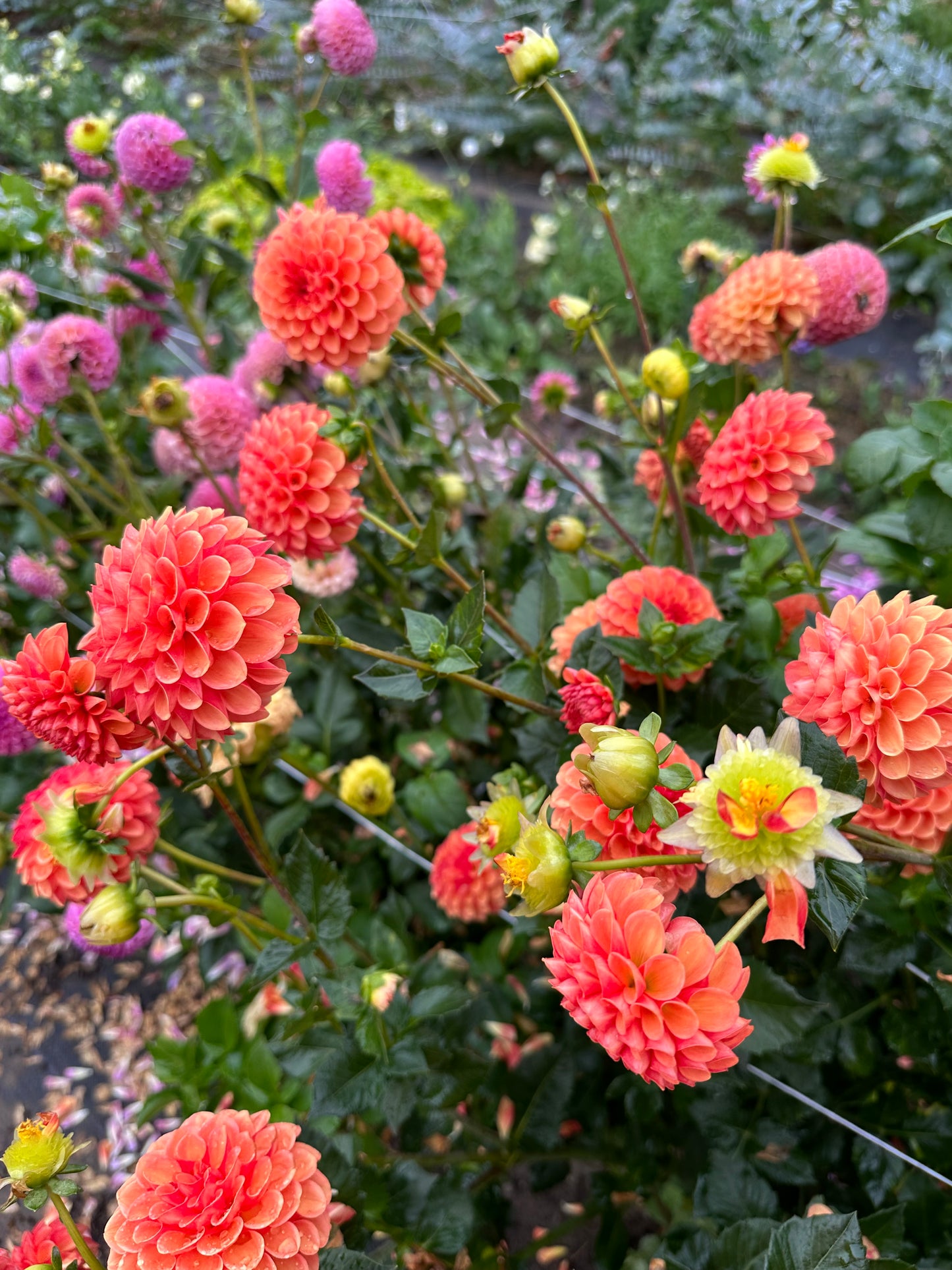 Valley Rust Bucket Dahlia Tuber