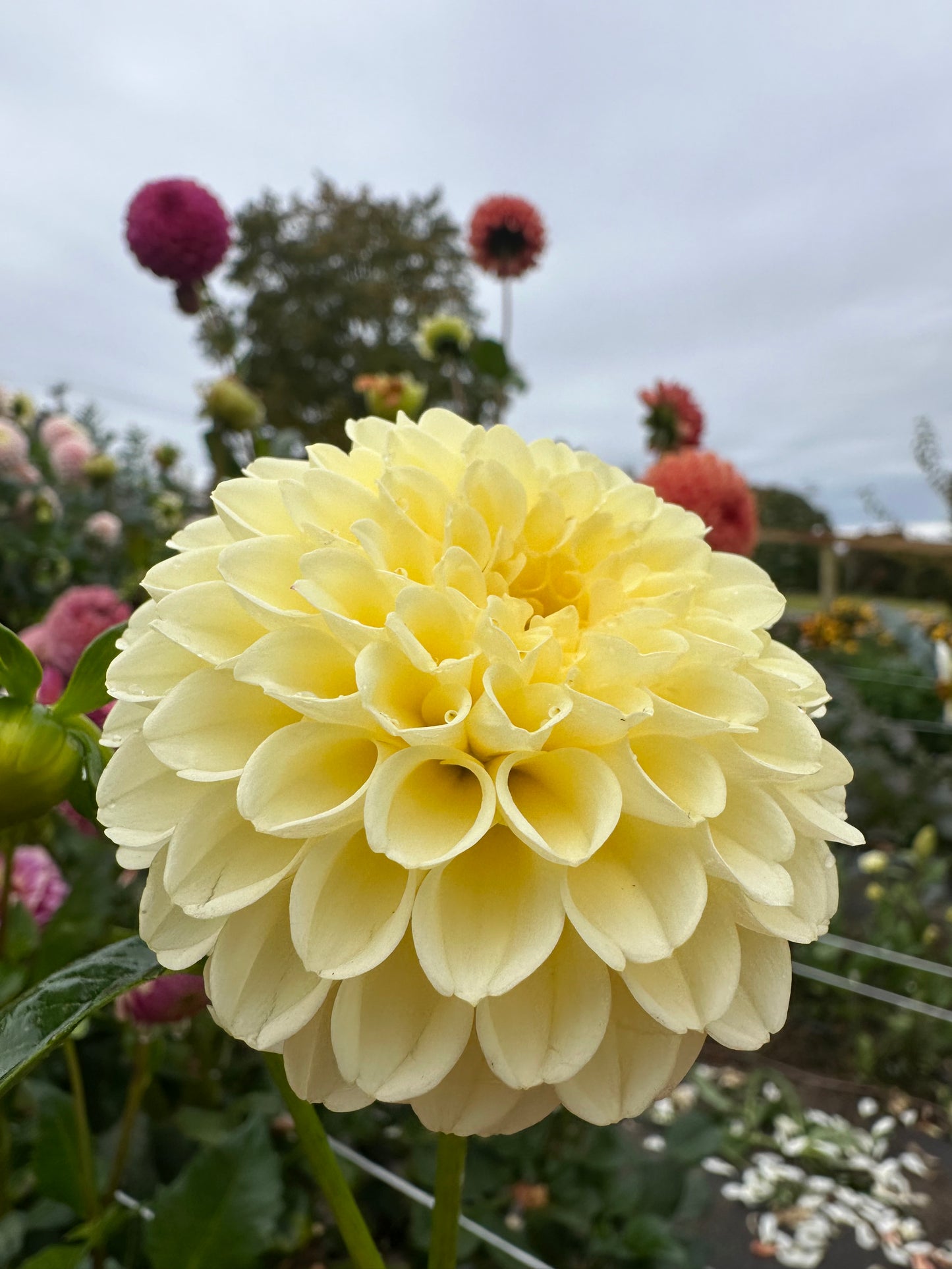 Creamy Dahlia Tuber