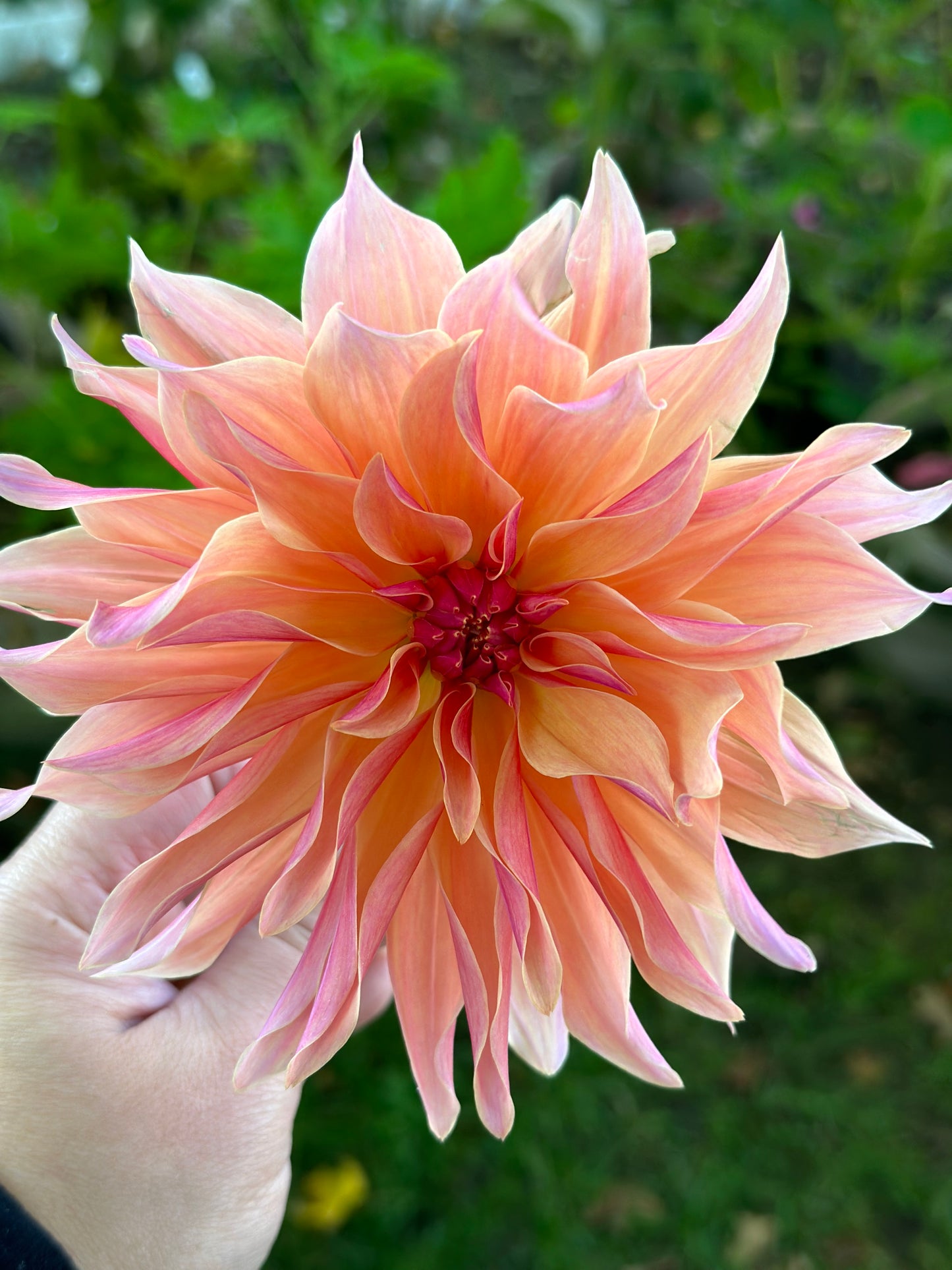 Labyrinth Dahlia Tuber