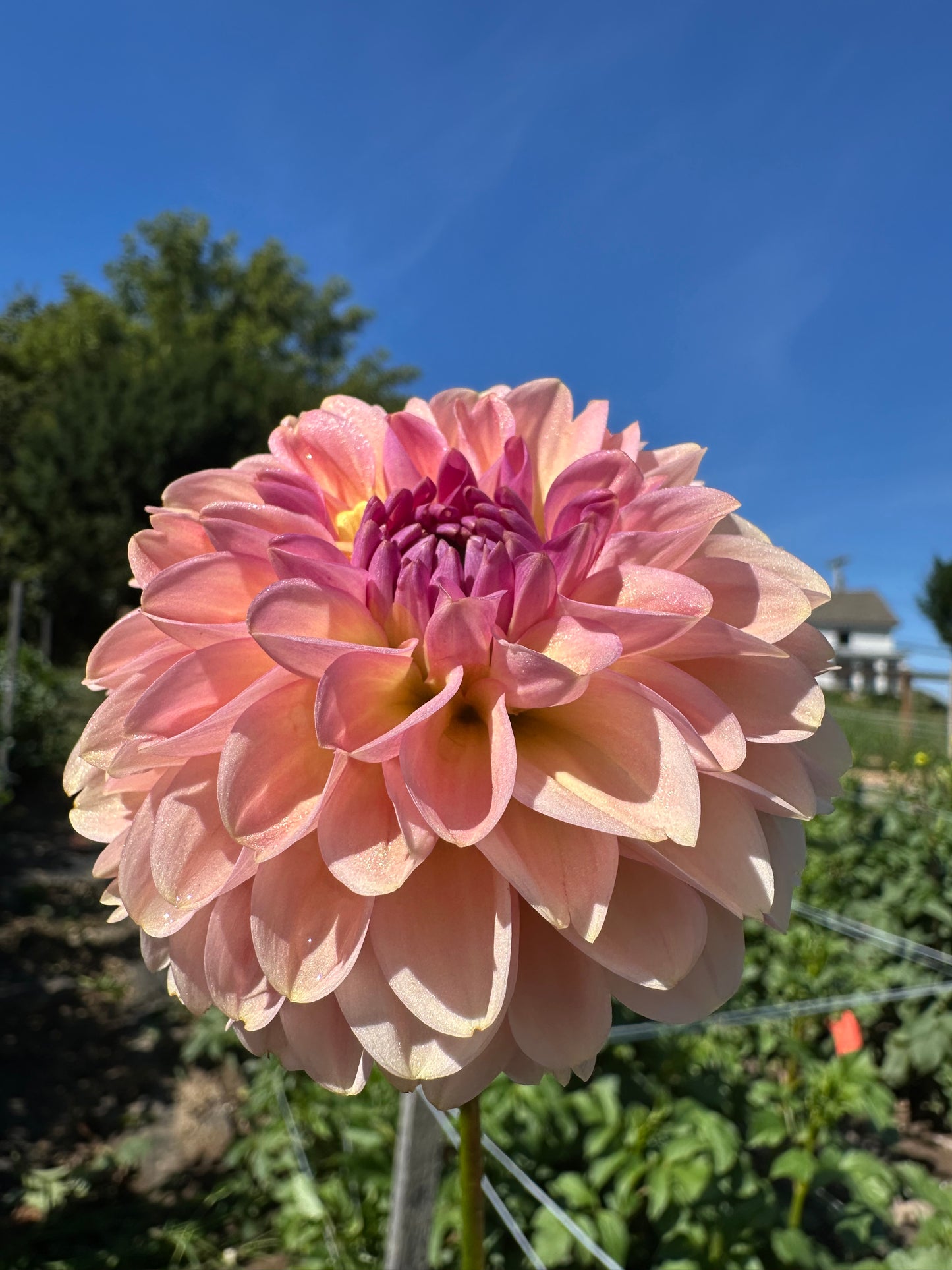 Cupcake Dahlia Tuber
