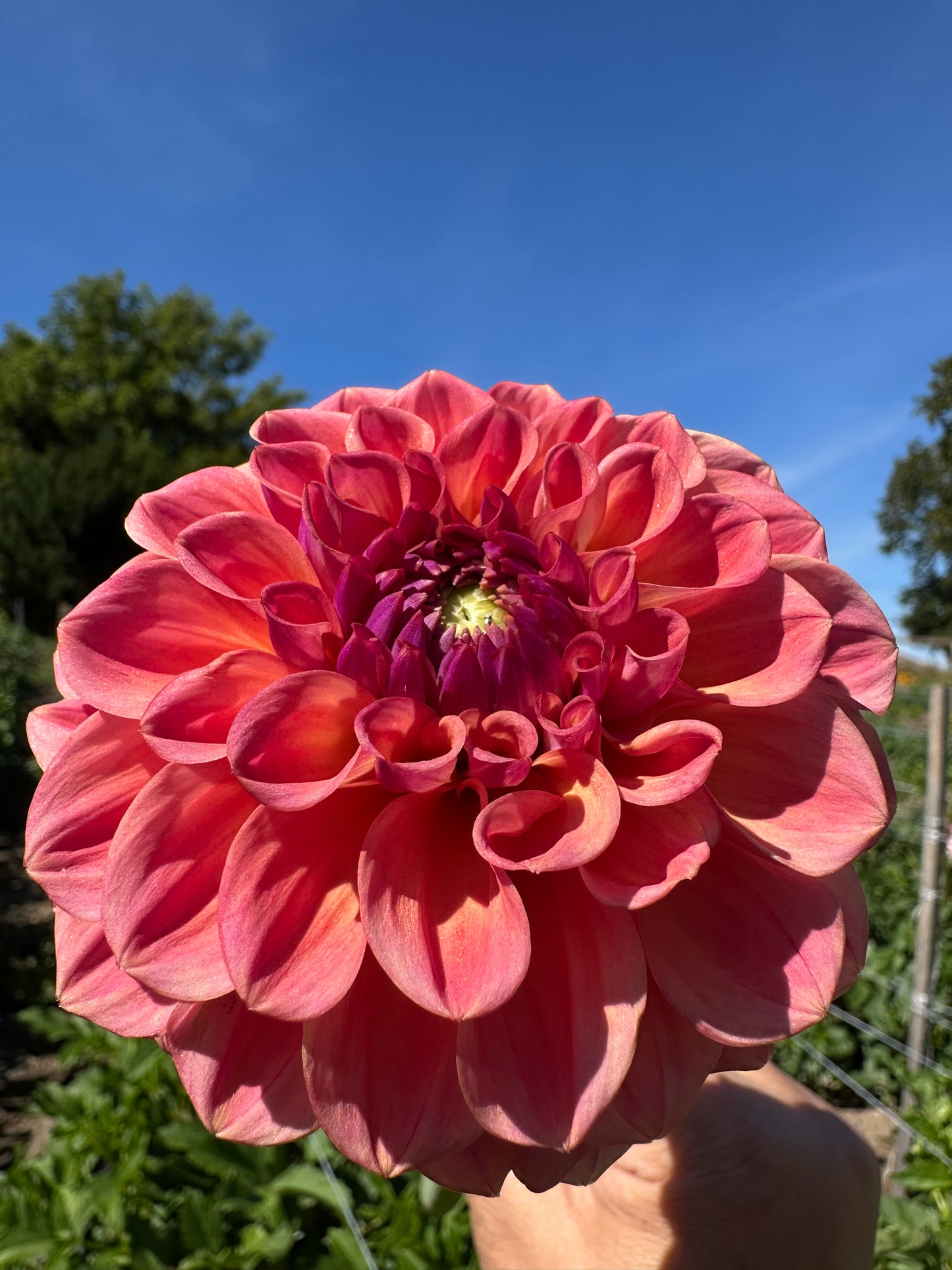 Chewy Dahlia Tuber