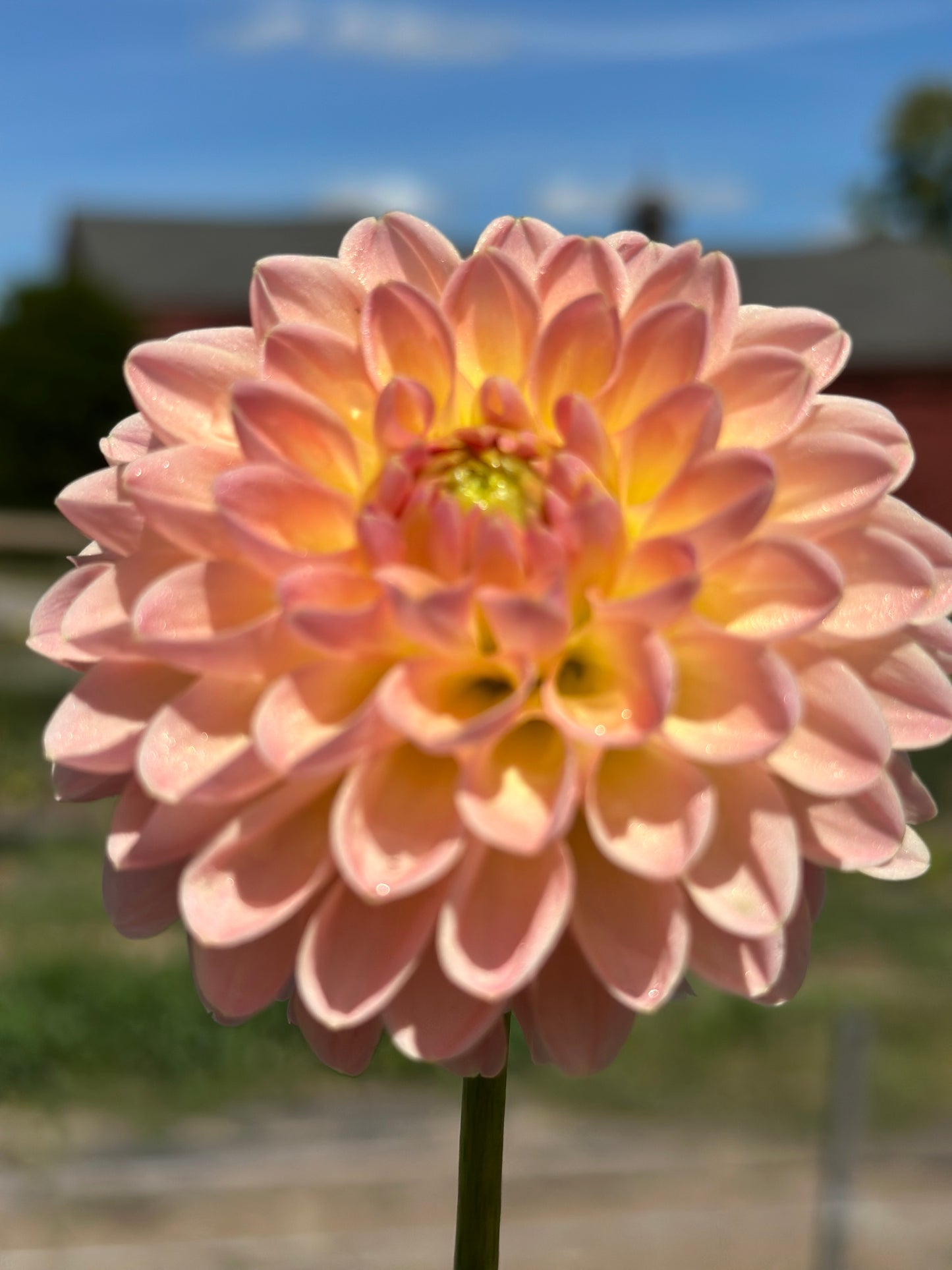 Barbarry Dominion Dahlia Tuber