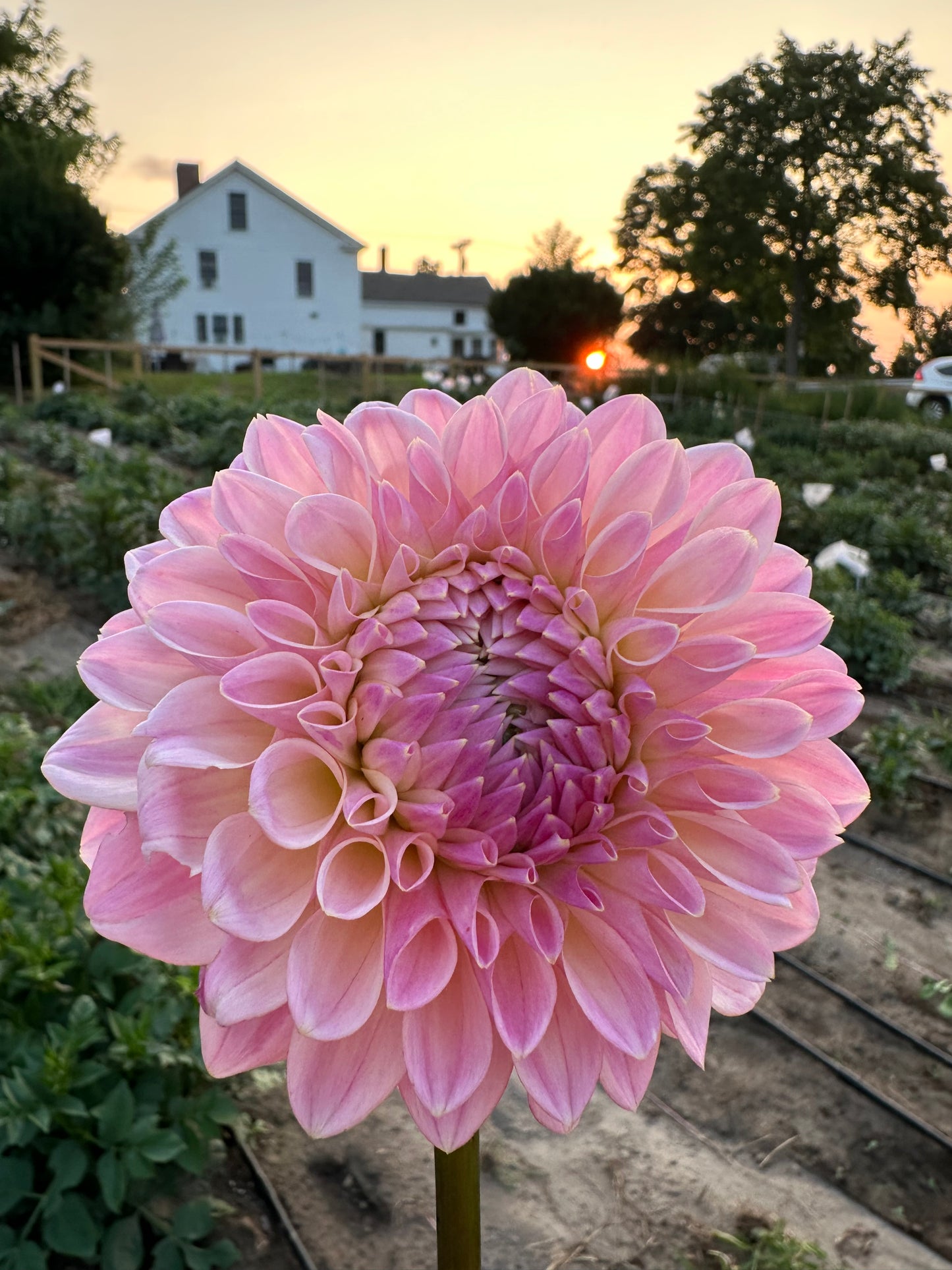 Coralie Dahlia Tuber