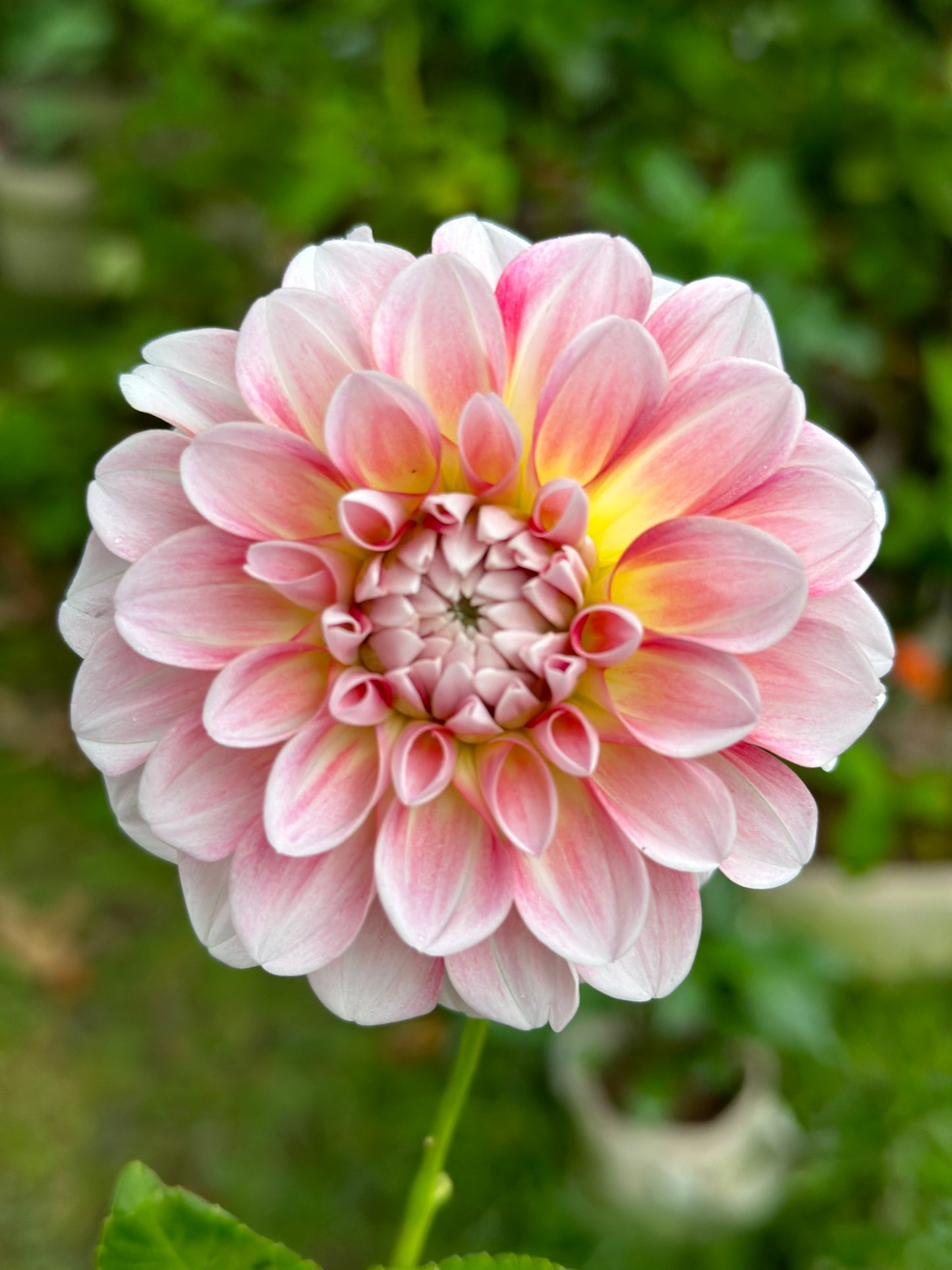 Hawaii Dahlia Tuber