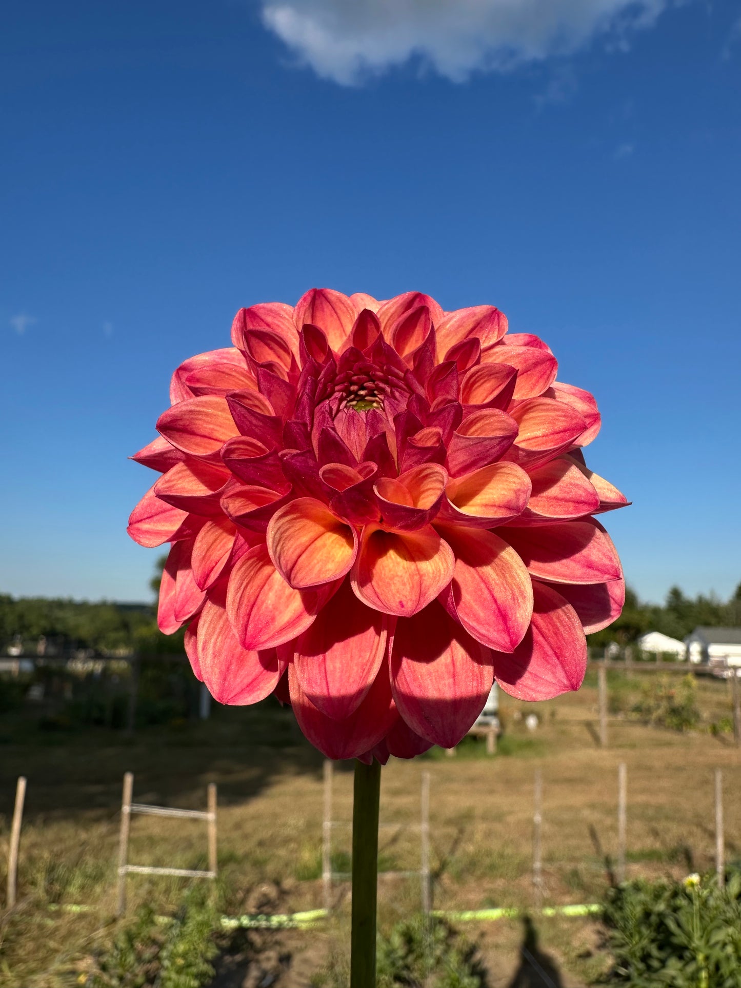 Robin Hood Dahlia Tuber