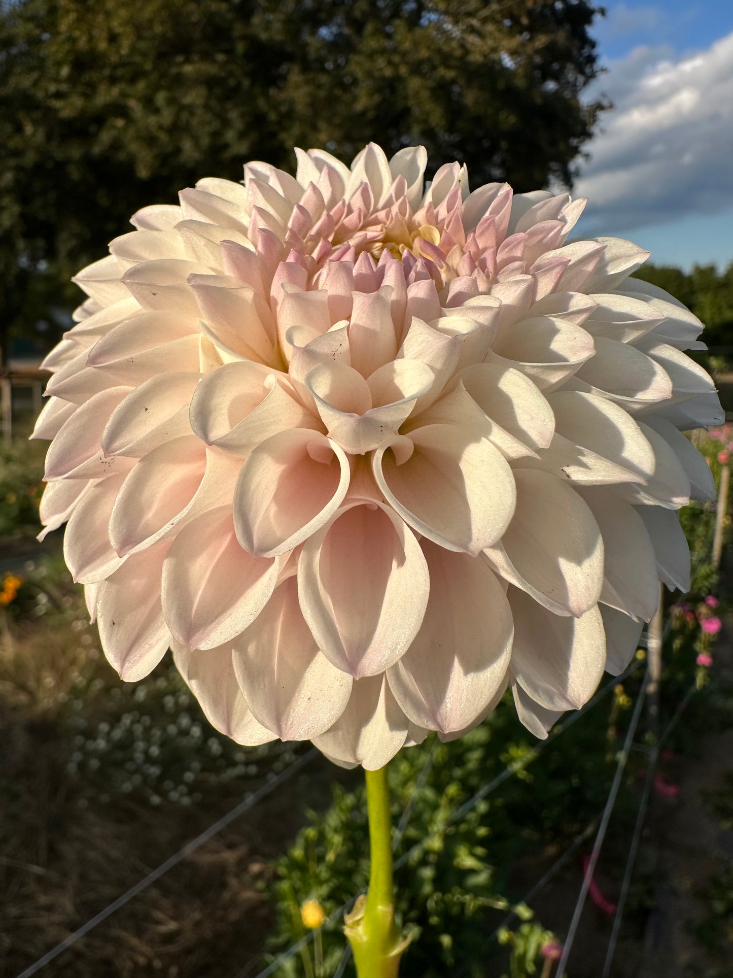 Pink Pearl Dahlia Tuber